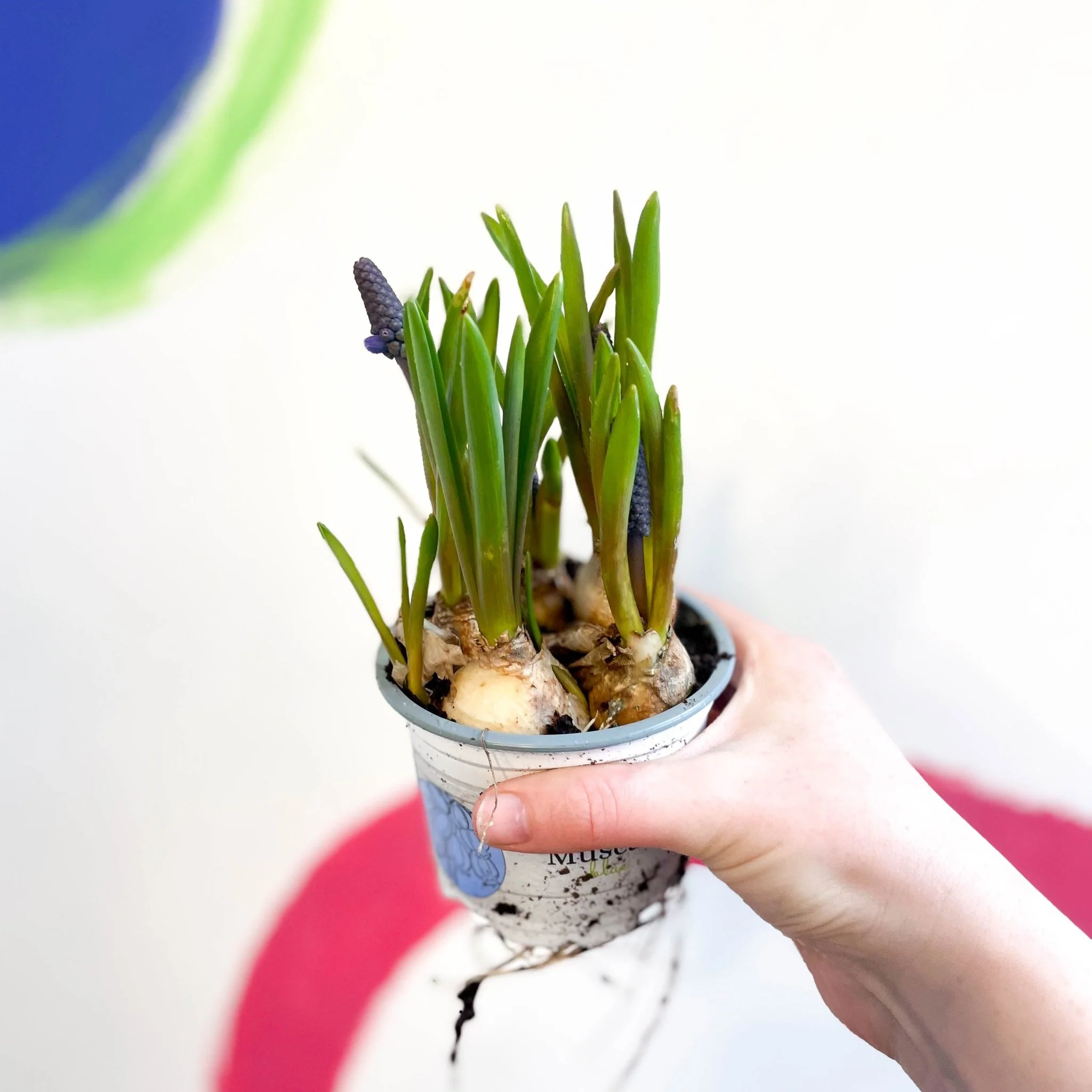 Potted Grape Hyacinth Bulbs - Muscari 'Lindsay' - Image 4