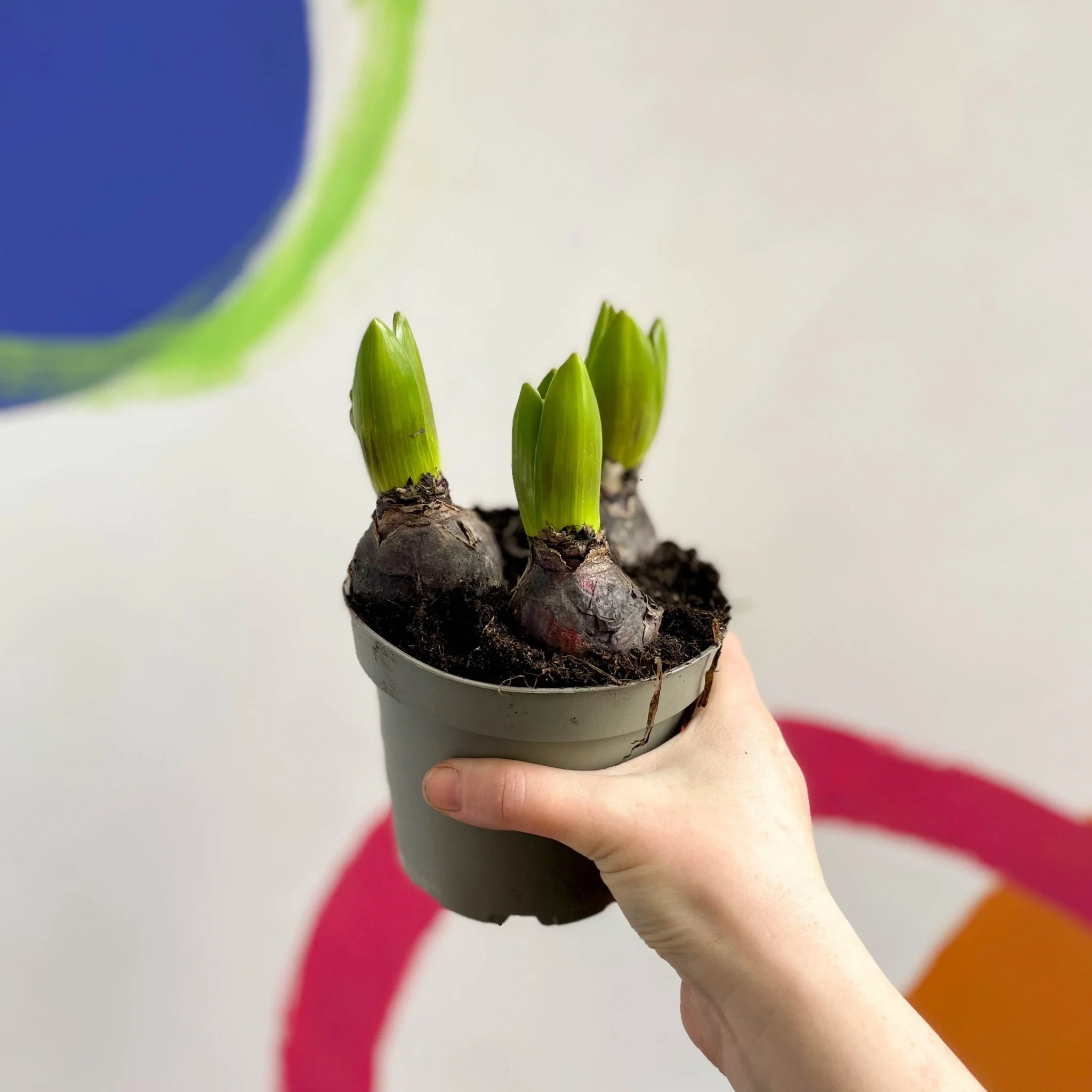 Potted Hyacinthus Bulbs 'Pearl' - Image 5
