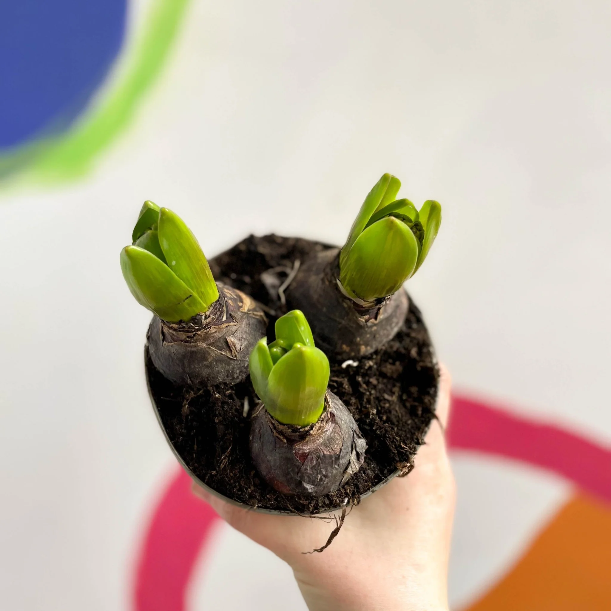 Potted Hyacinthus Bulbs 'Pearl' - Image 6