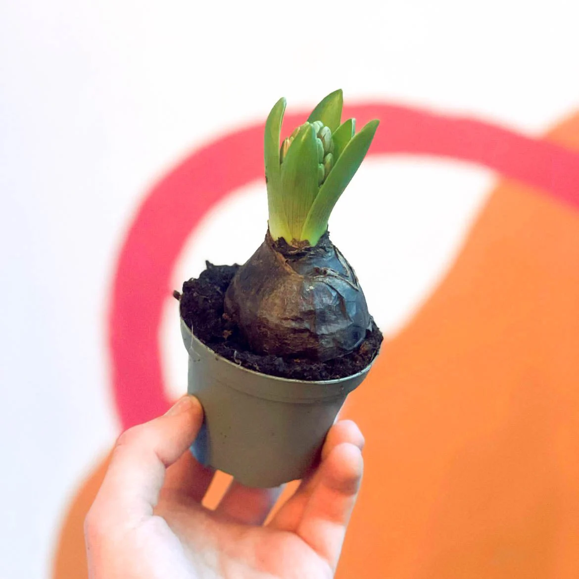 Potted Hyacinthus Bulbs 'Pearl' - Image 7