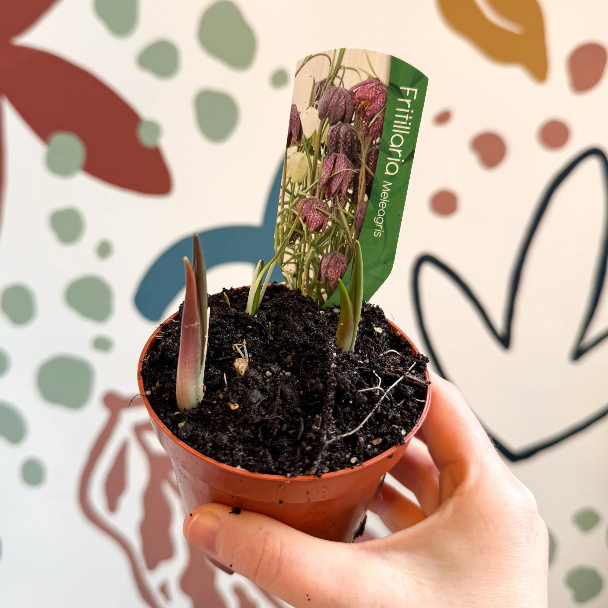 Fritillaria meleagris - Potted Snake's Head Fritillary Bulbs