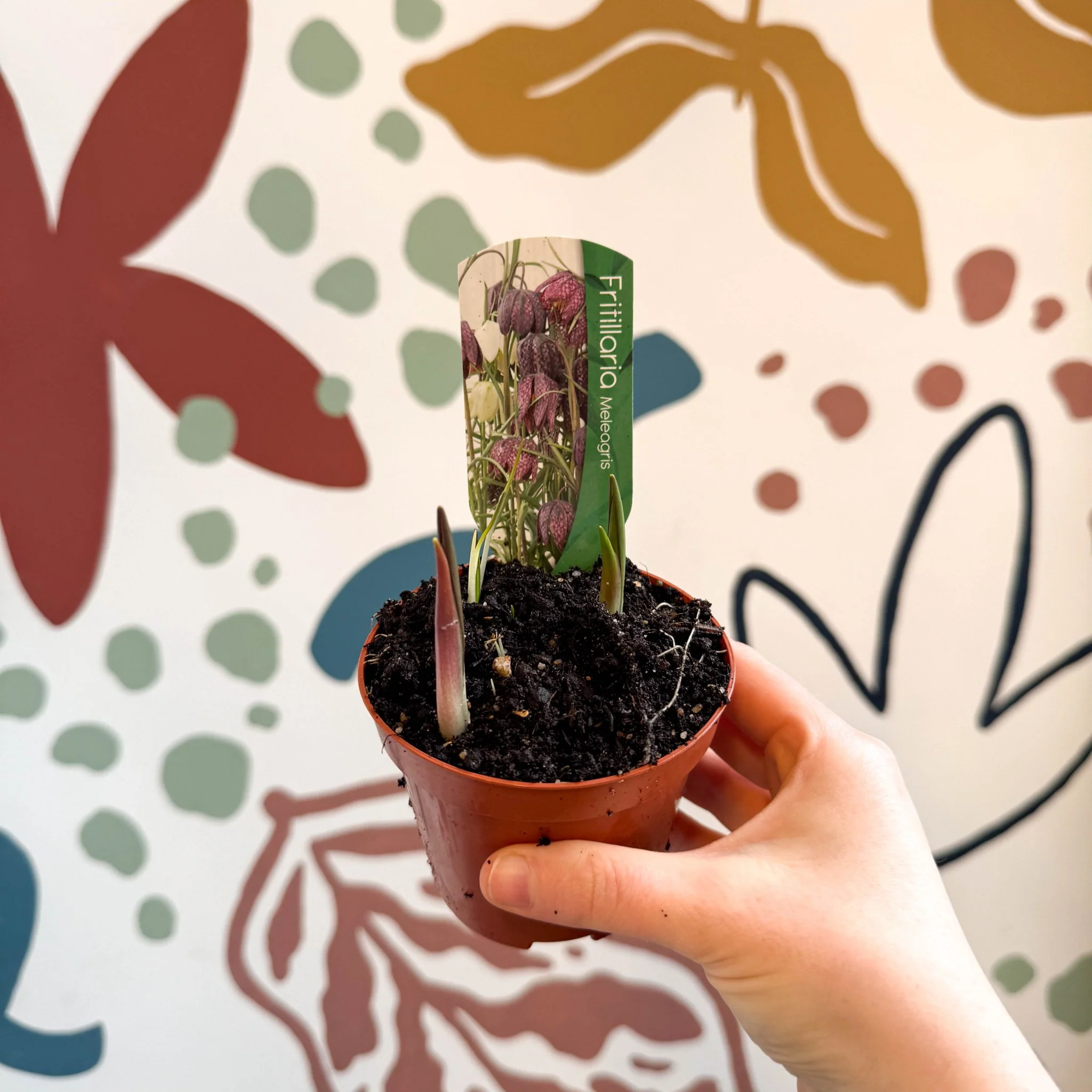 Fritillaria meleagris - Potted Snake's Head Fritillary Bulbs - Image 10