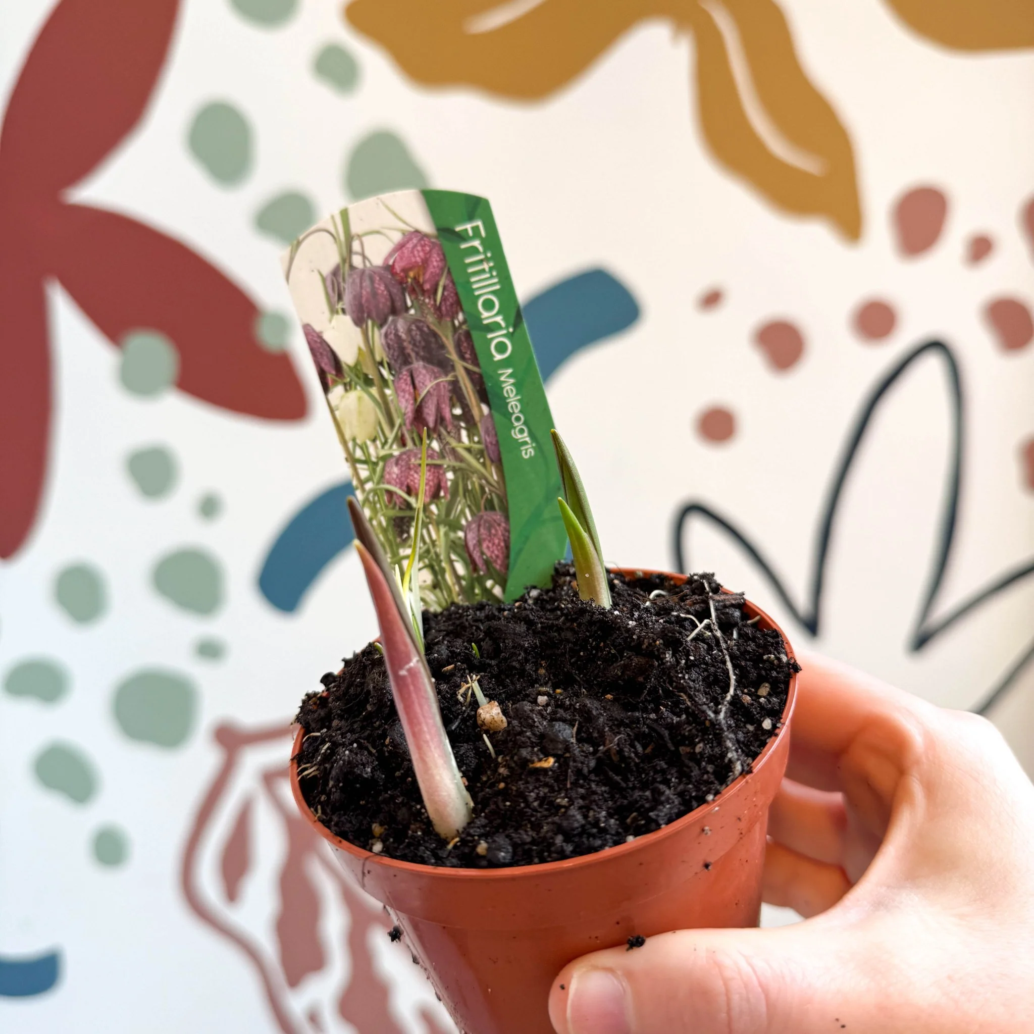 Fritillaria meleagris - Potted Snake's Head Fritillary Bulbs - Image 12
