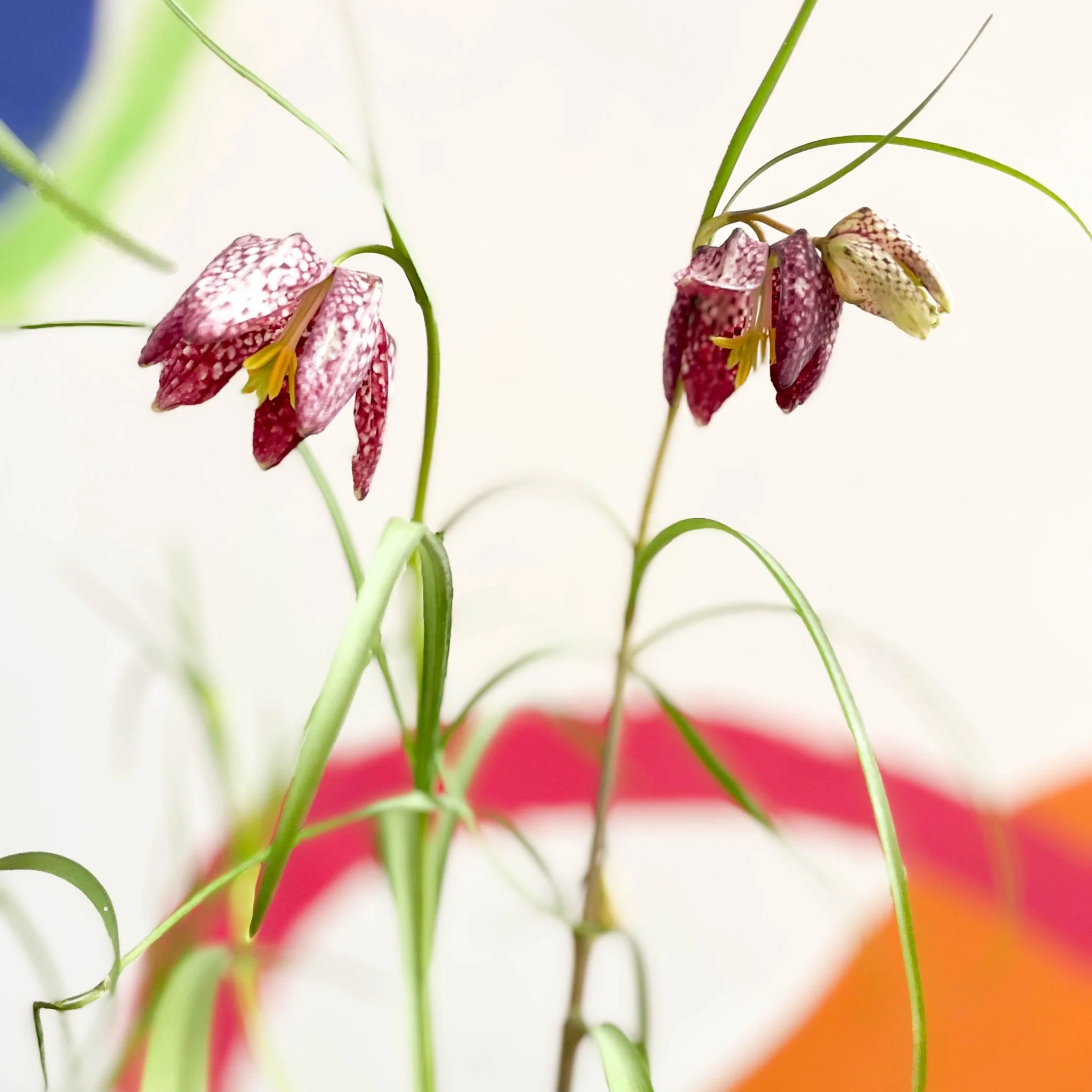 Fritillaria meleagris - Potted Snake's Head Fritillary Bulbs - Image 2