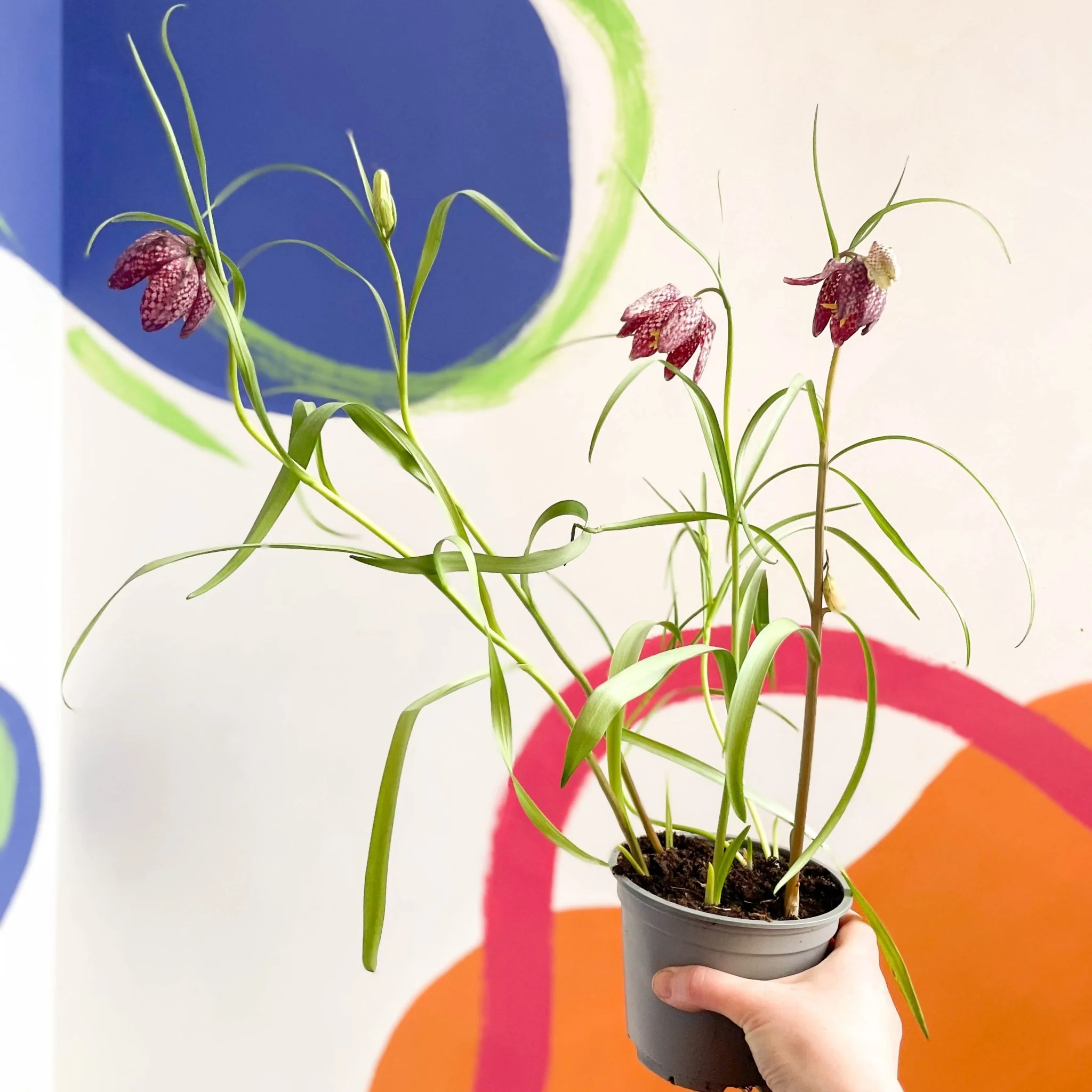 Fritillaria meleagris - Potted Snake's Head Fritillary Bulbs - Image 3