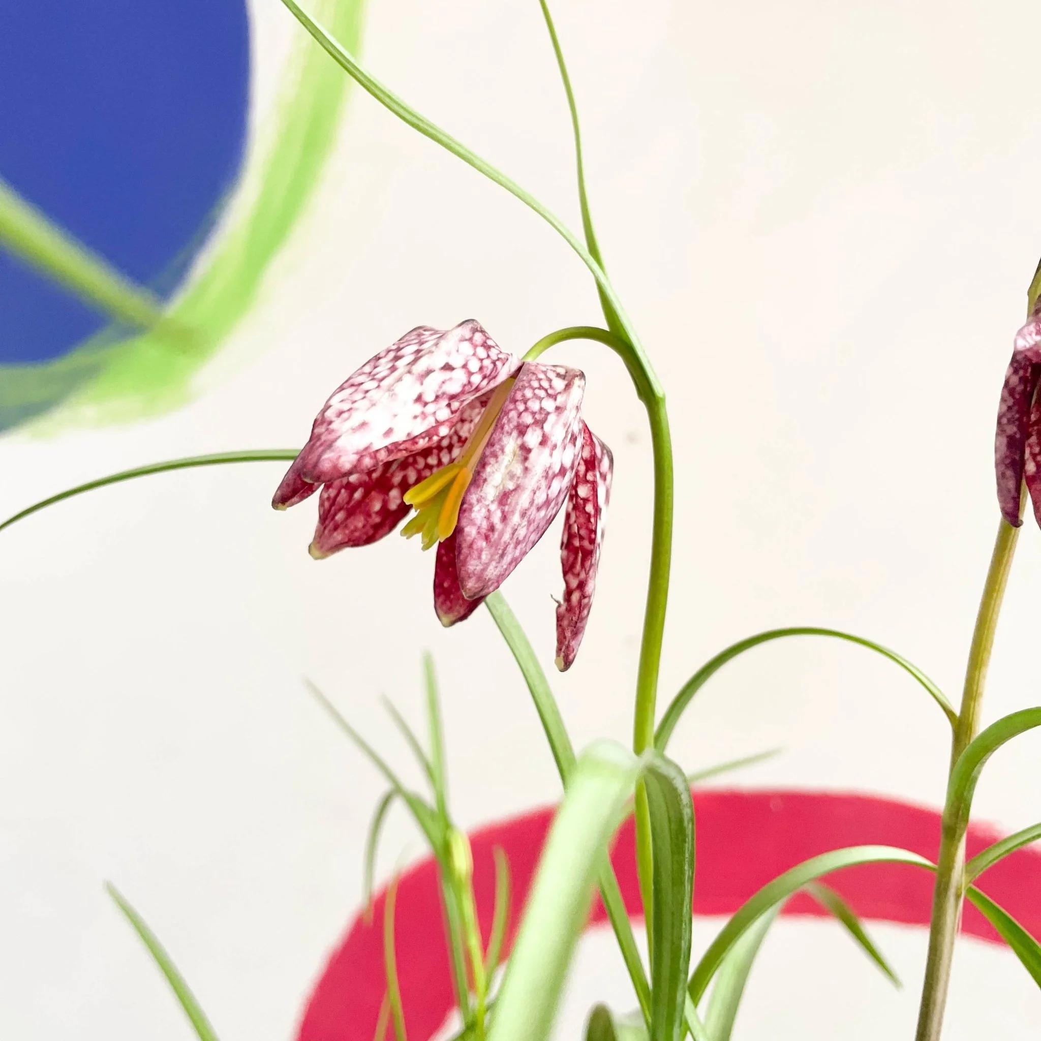 Fritillaria meleagris - Potted Snake's Head Fritillary Bulbs - Image 4