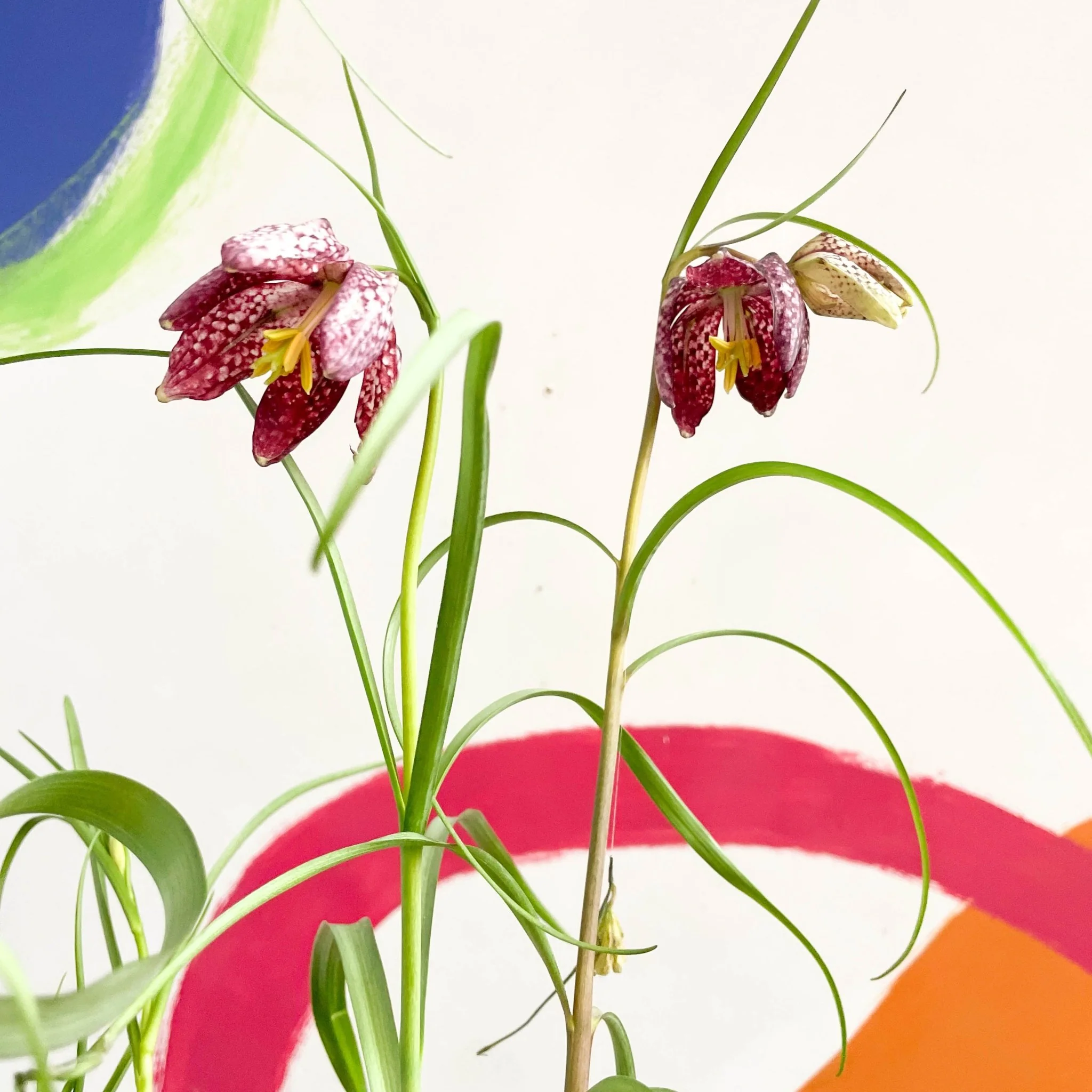 Fritillaria meleagris - Potted Snake's Head Fritillary Bulbs - Image 5
