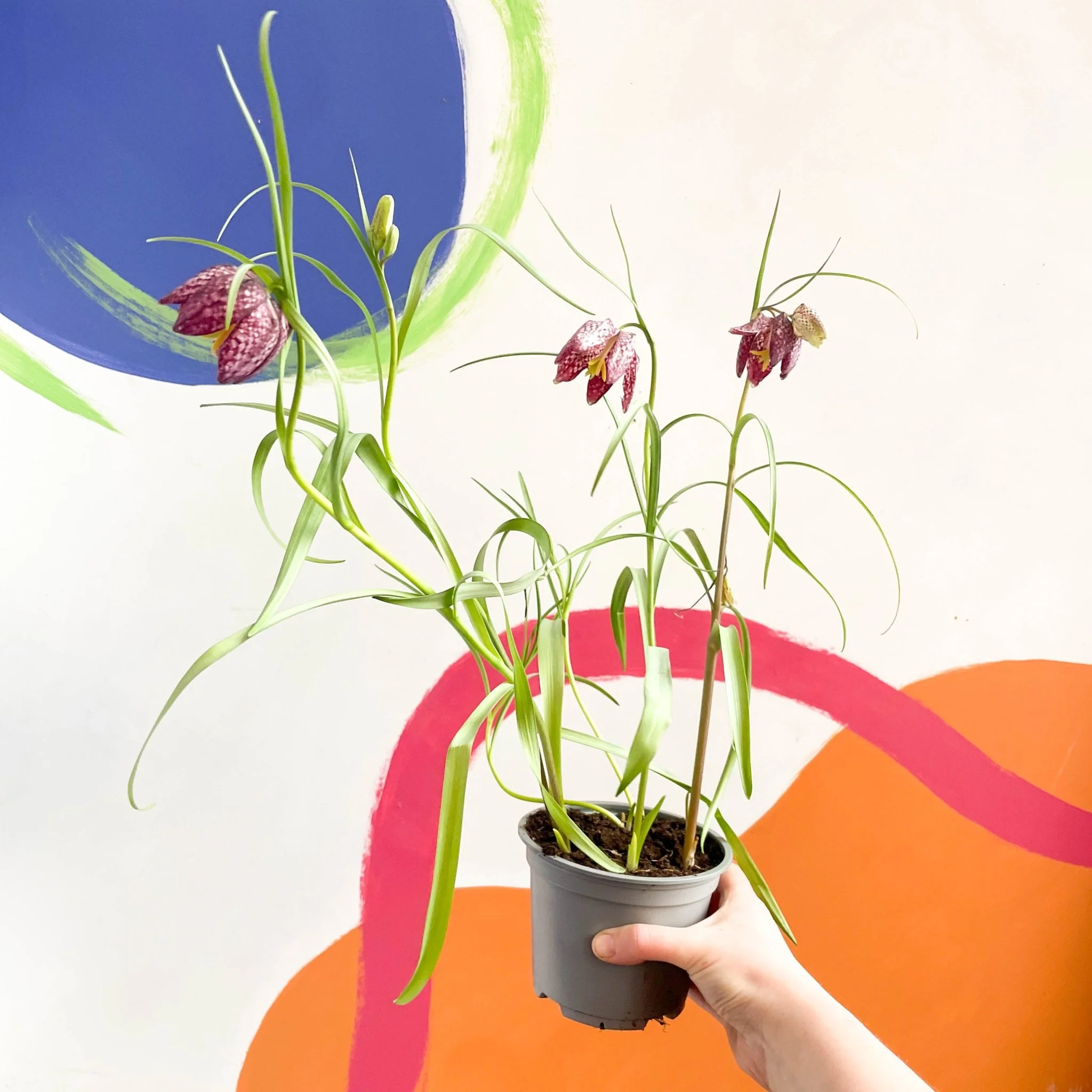 Fritillaria meleagris - Potted Snake's Head Fritillary Bulbs - Image 6