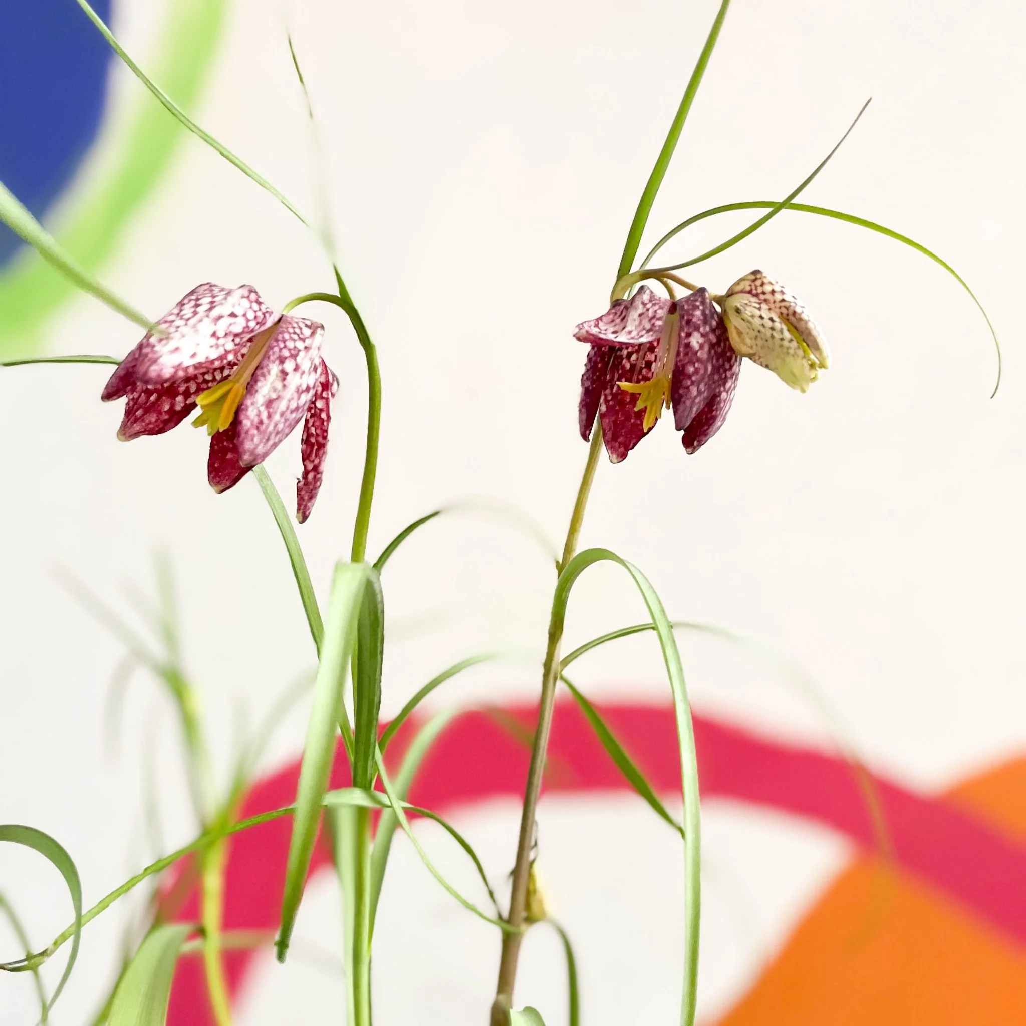 Fritillaria meleagris - Potted Snake's Head Fritillary Bulbs - Image 7