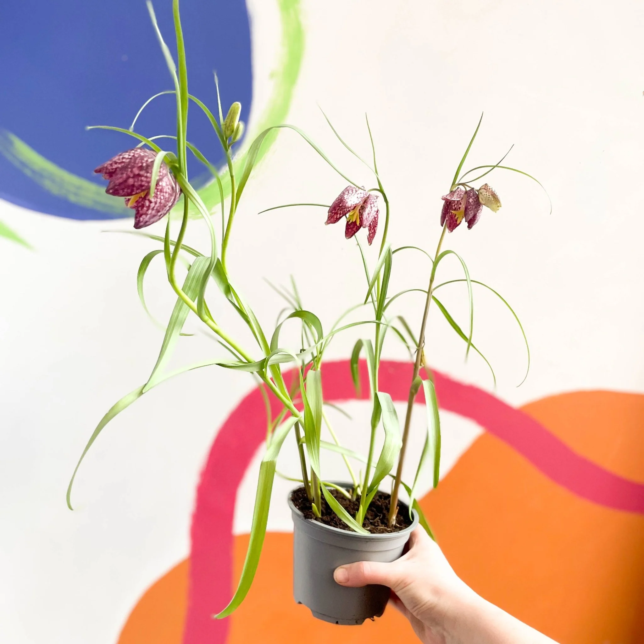 Fritillaria meleagris - Potted Snake's Head Fritillary Bulbs - Image 8