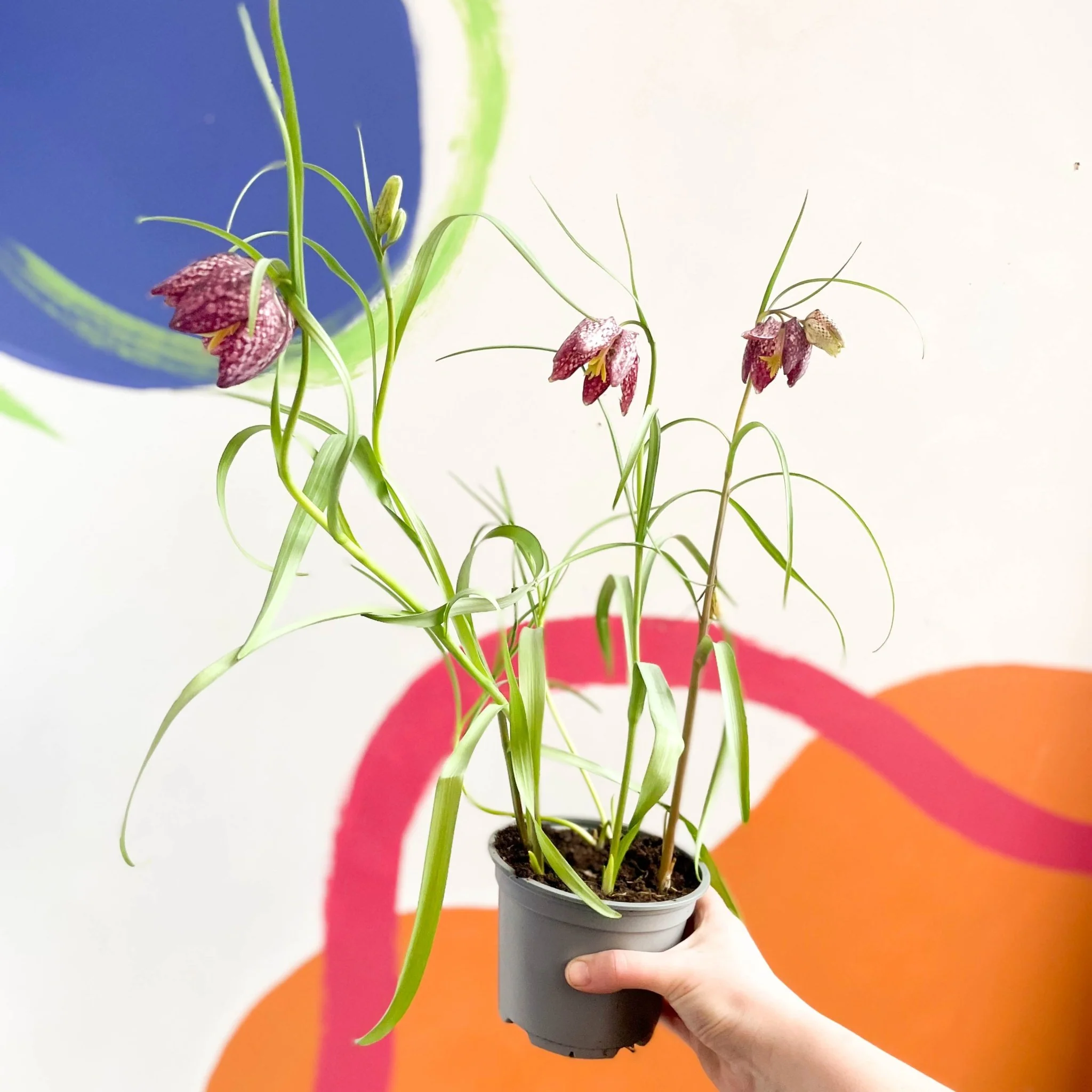 Fritillaria meleagris - Potted Snake's Head Fritillary Bulbs - Image 9