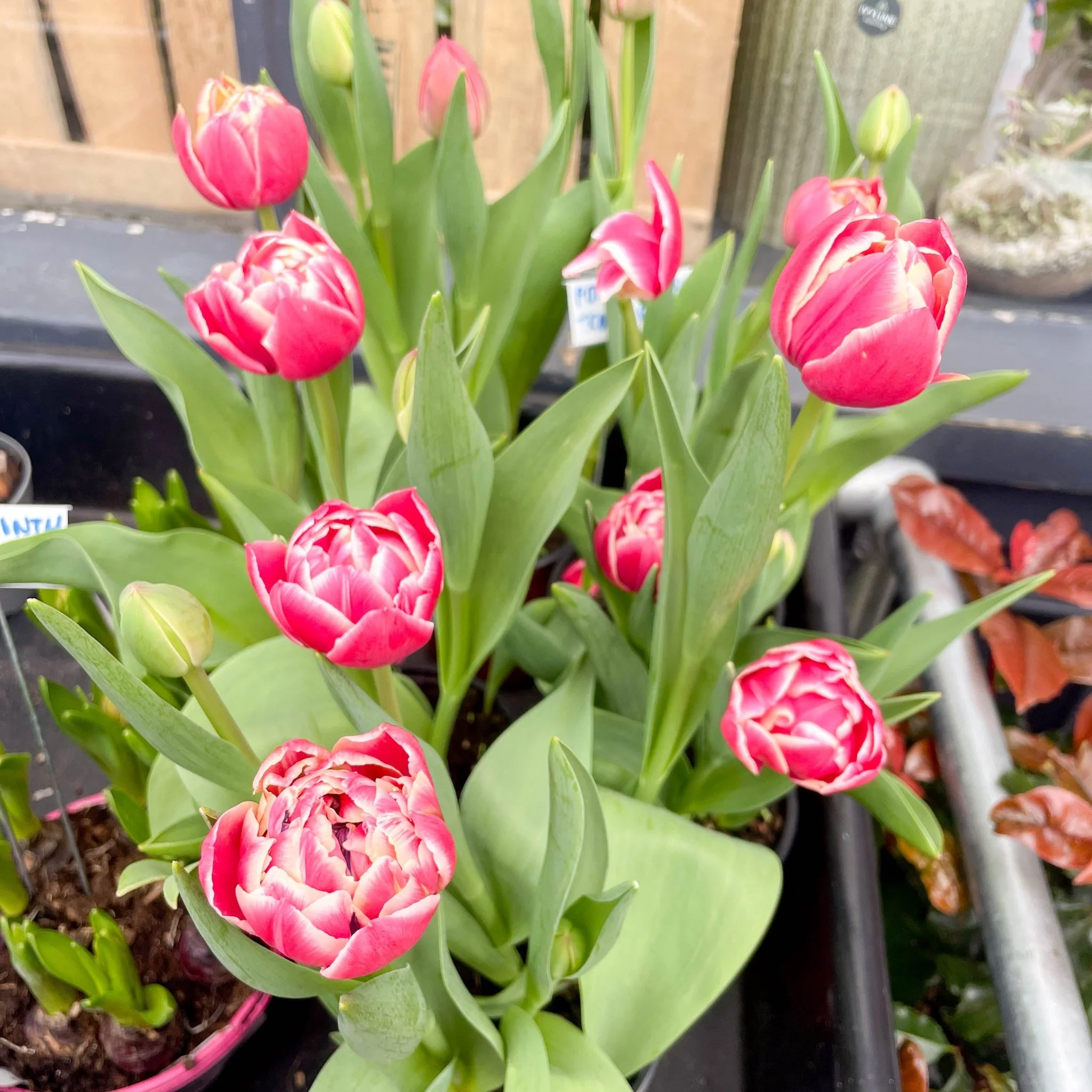 Potted Tulip Bulbs - Tulipa 'Columbus' Welsh Grown