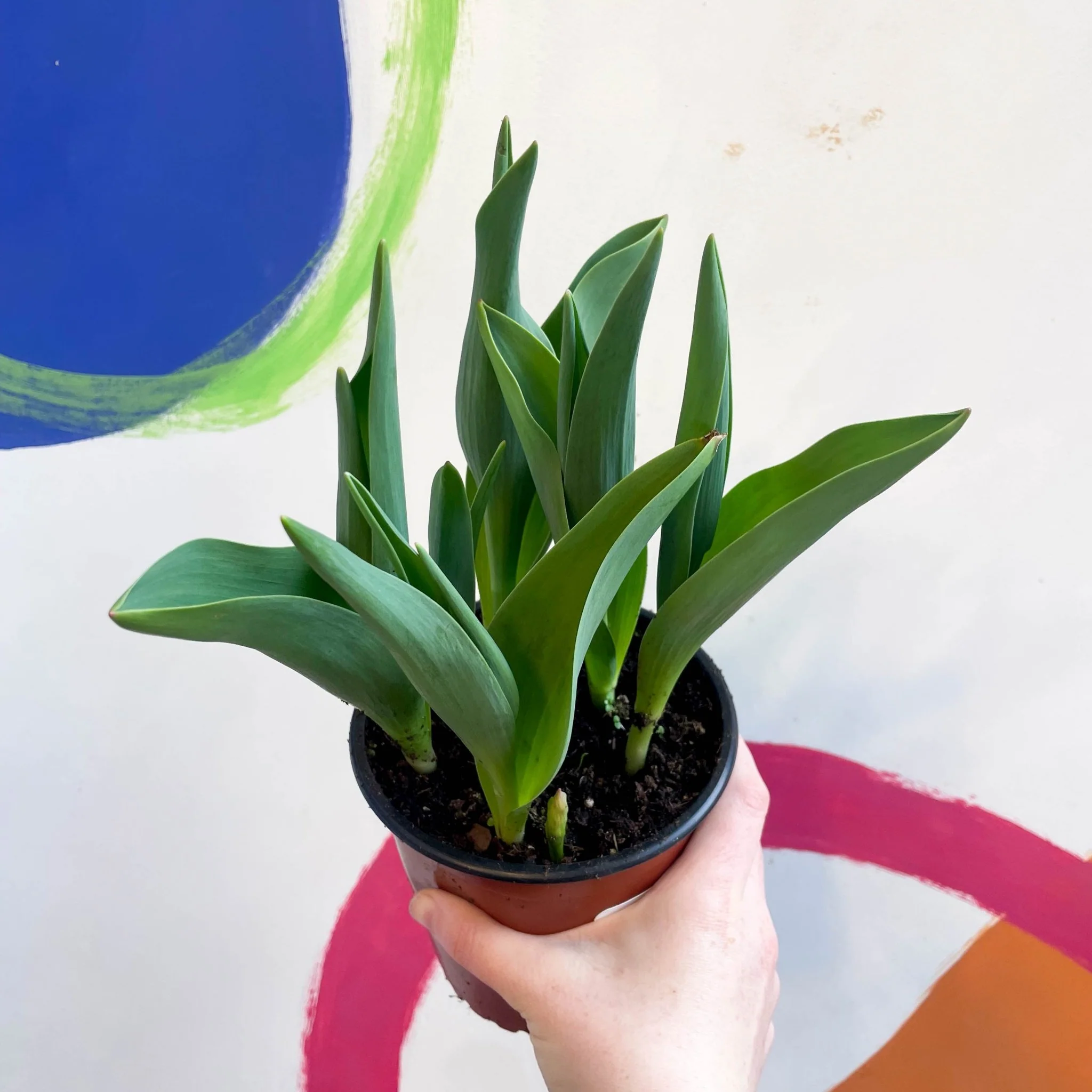 Potted Tulip Bulbs - Tulipa 'Columbus' Welsh Grown - Image 2