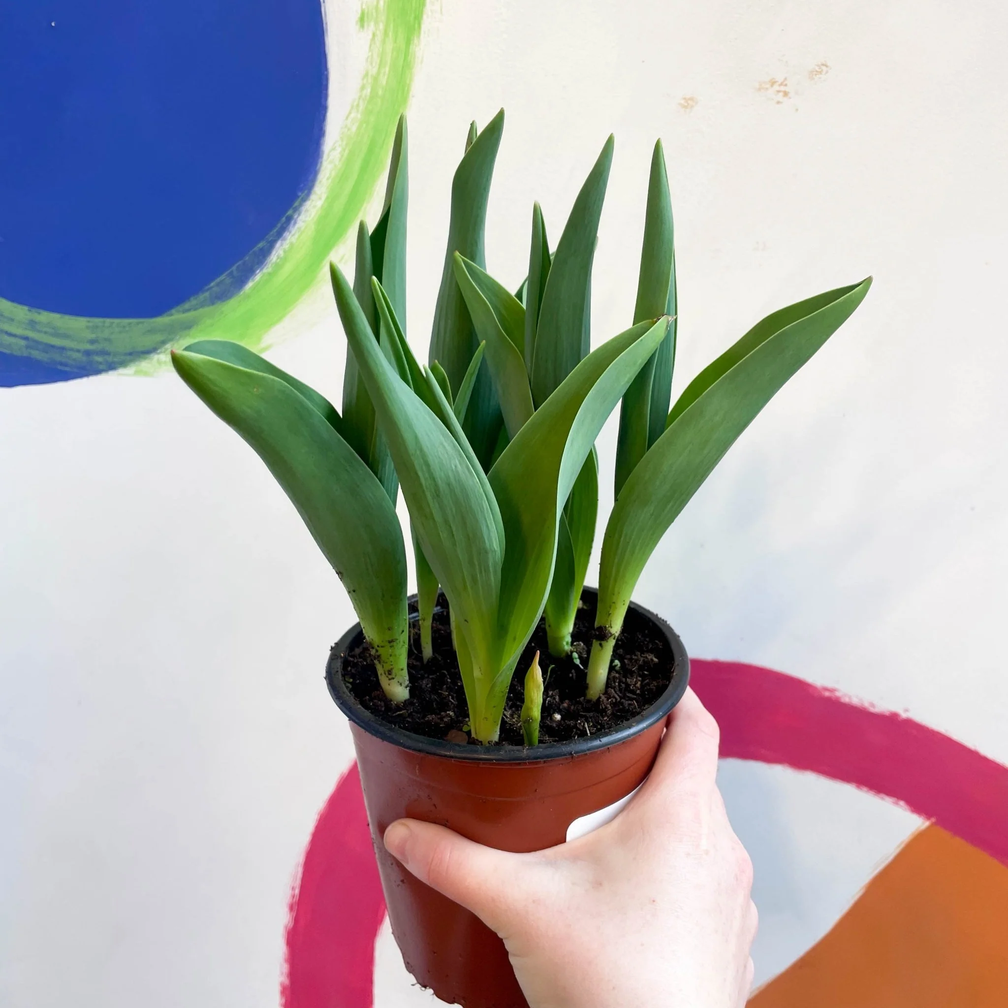 Potted Tulip Bulbs - Tulipa 'Columbus' Welsh Grown - Image 3