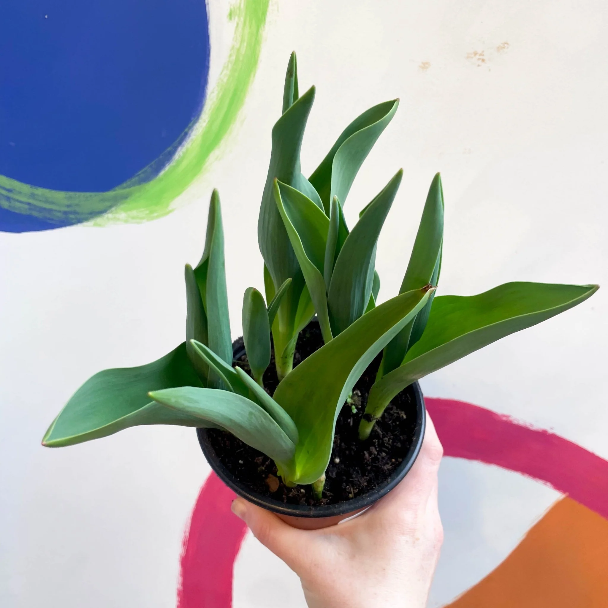 Potted Tulip Bulbs - Tulipa 'Columbus' Welsh Grown - Image 4