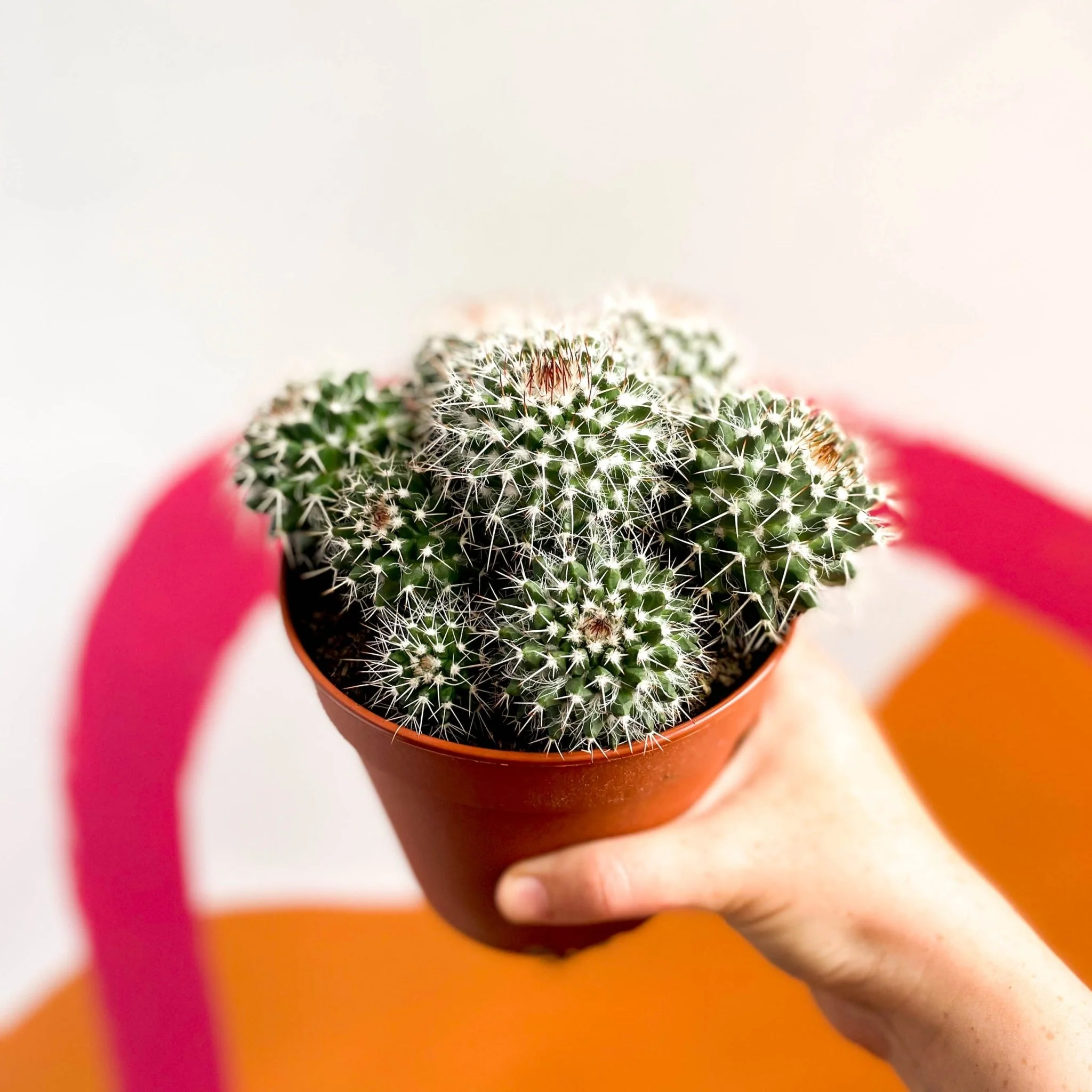Powder Puff Cactus - Mammillaria bocasana