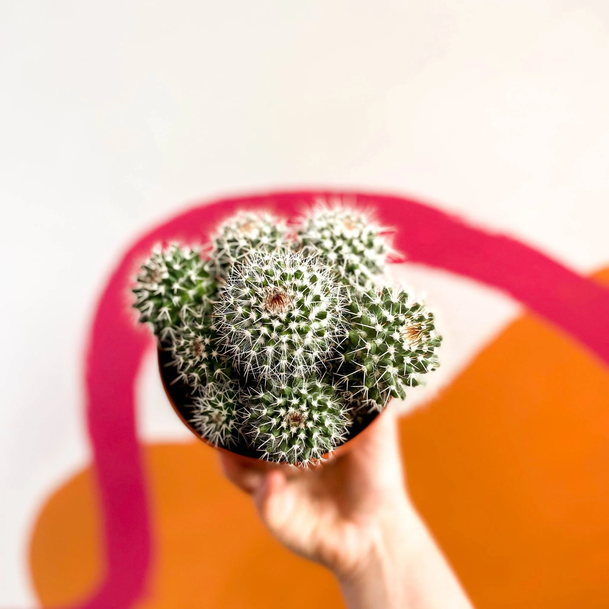 Powder Puff Cactus - Mammillaria bocasana - Image 2