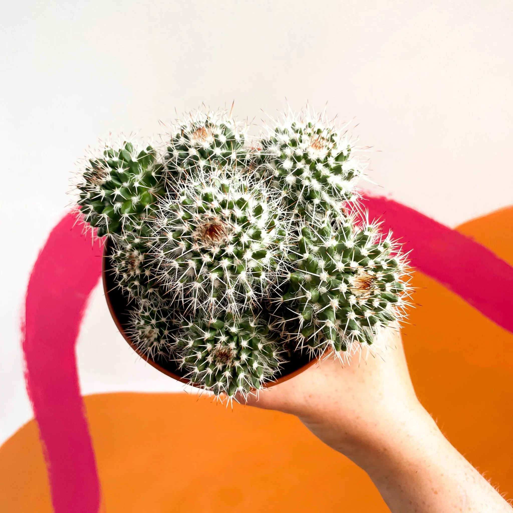 Powder Puff Cactus - Mammillaria bocasana - Image 3
