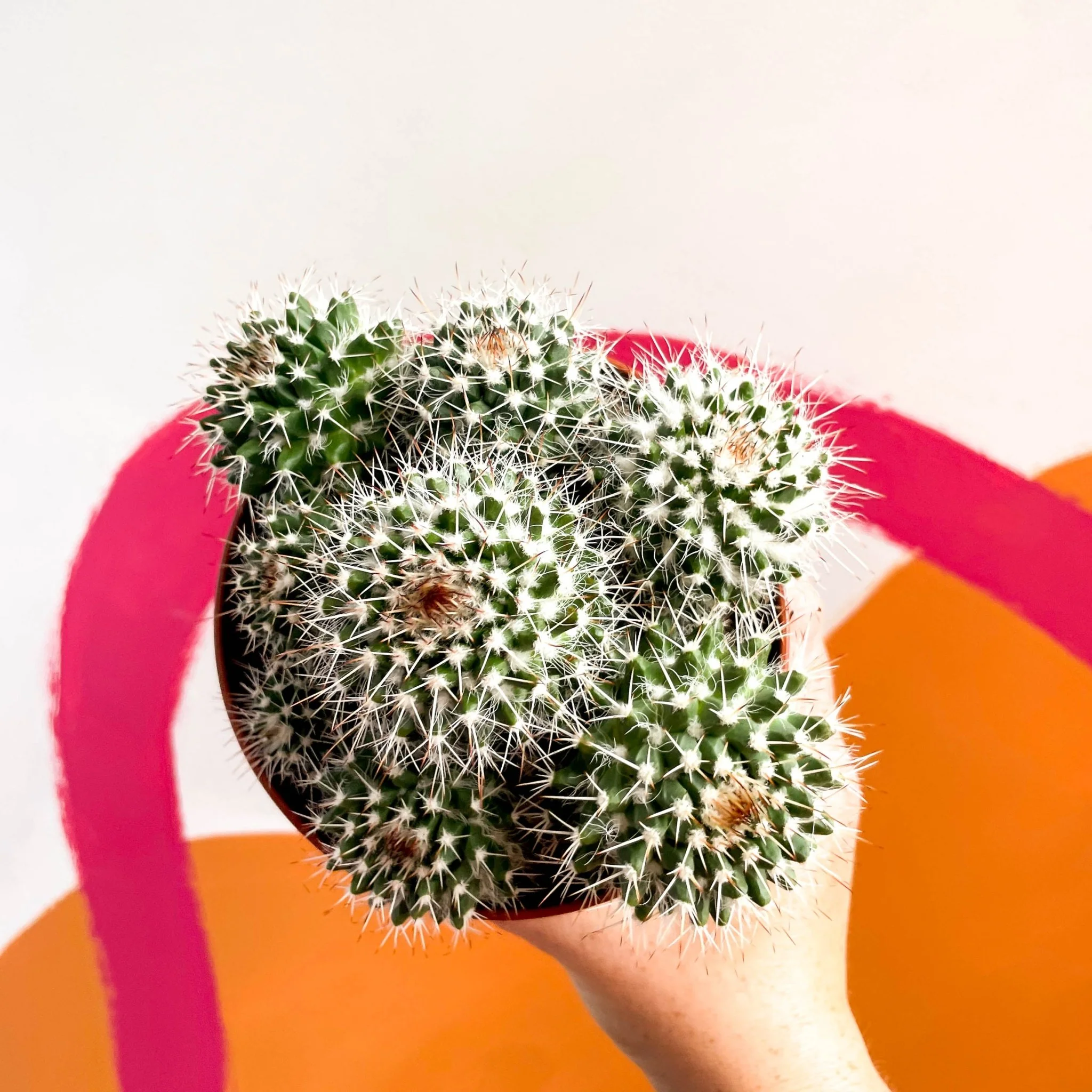 Powder Puff Cactus - Mammillaria bocasana - Image 4