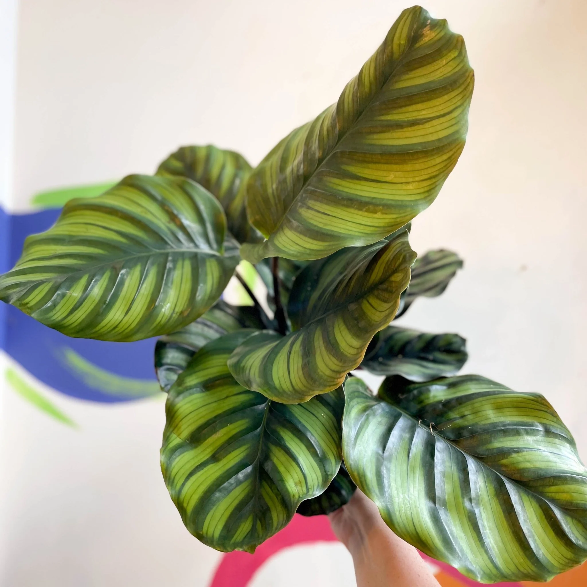 Calathea fasciata