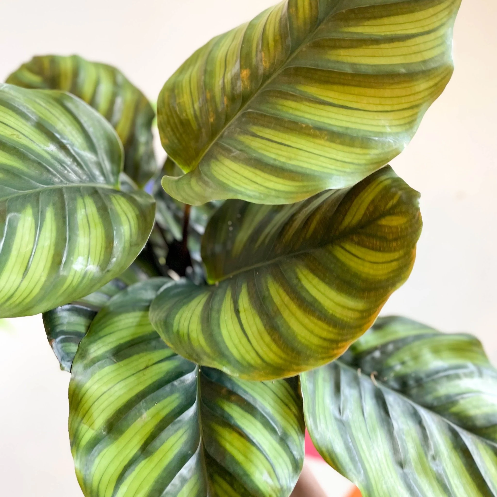 Calathea fasciata - Image 2