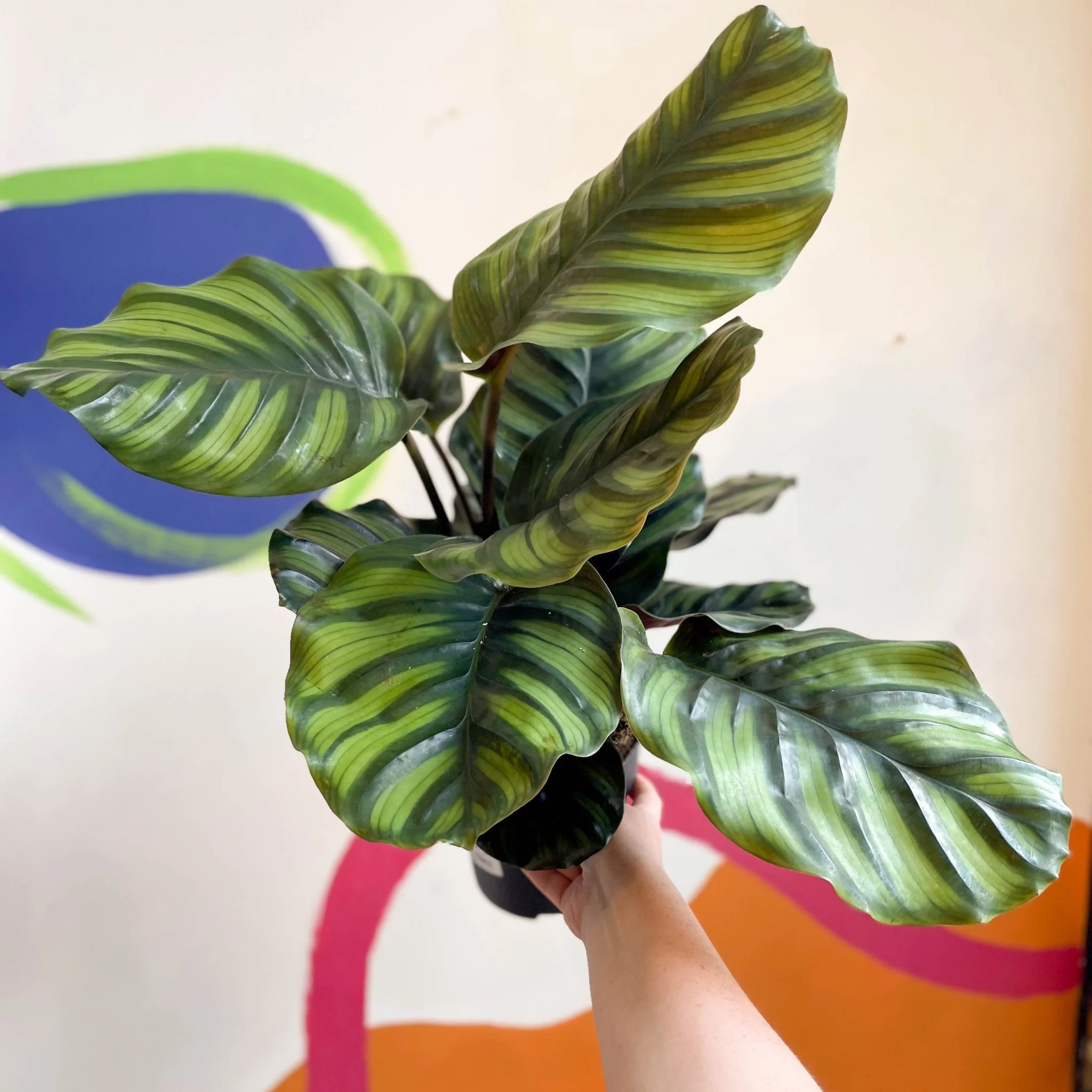 Calathea fasciata - Image 3