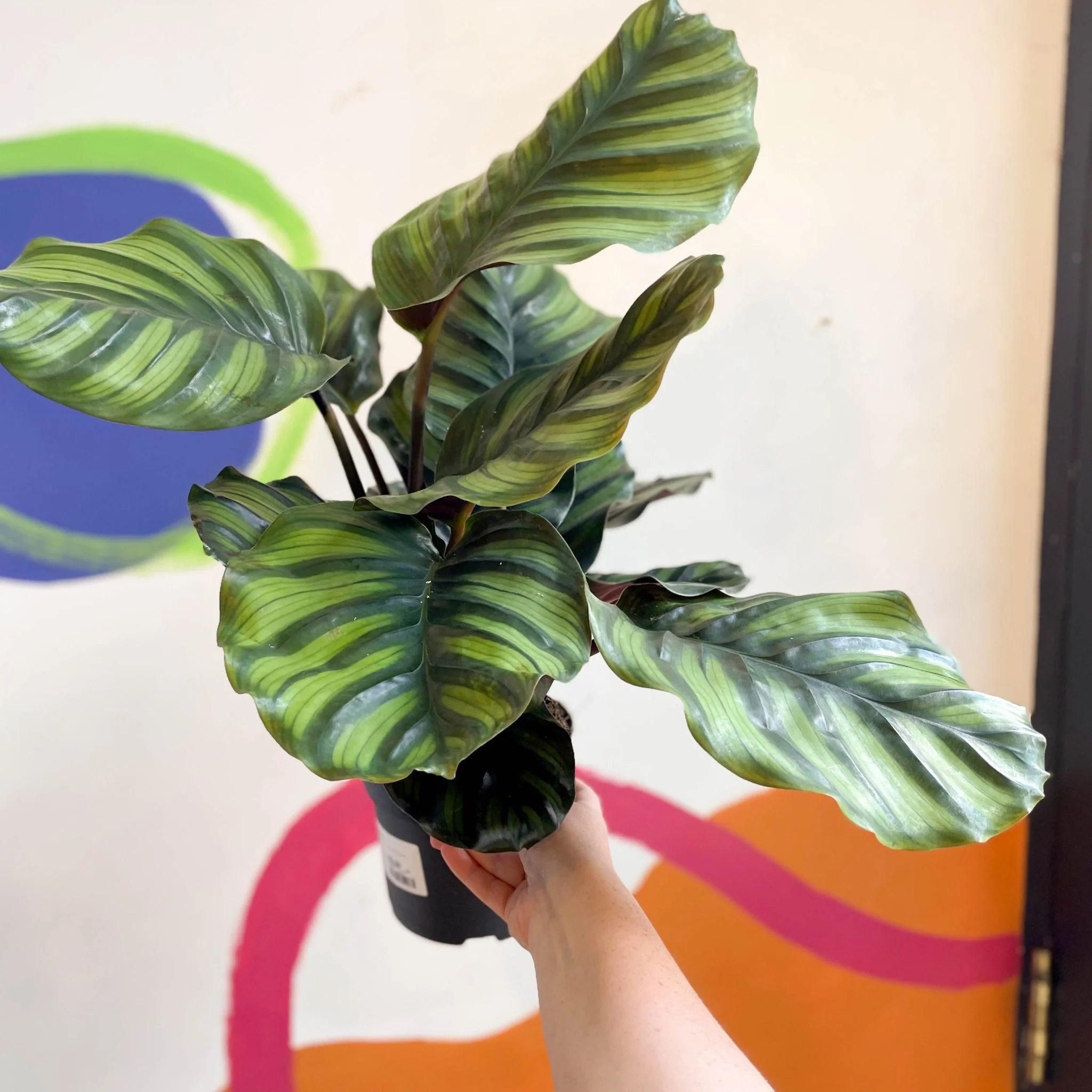 Calathea fasciata - Image 4