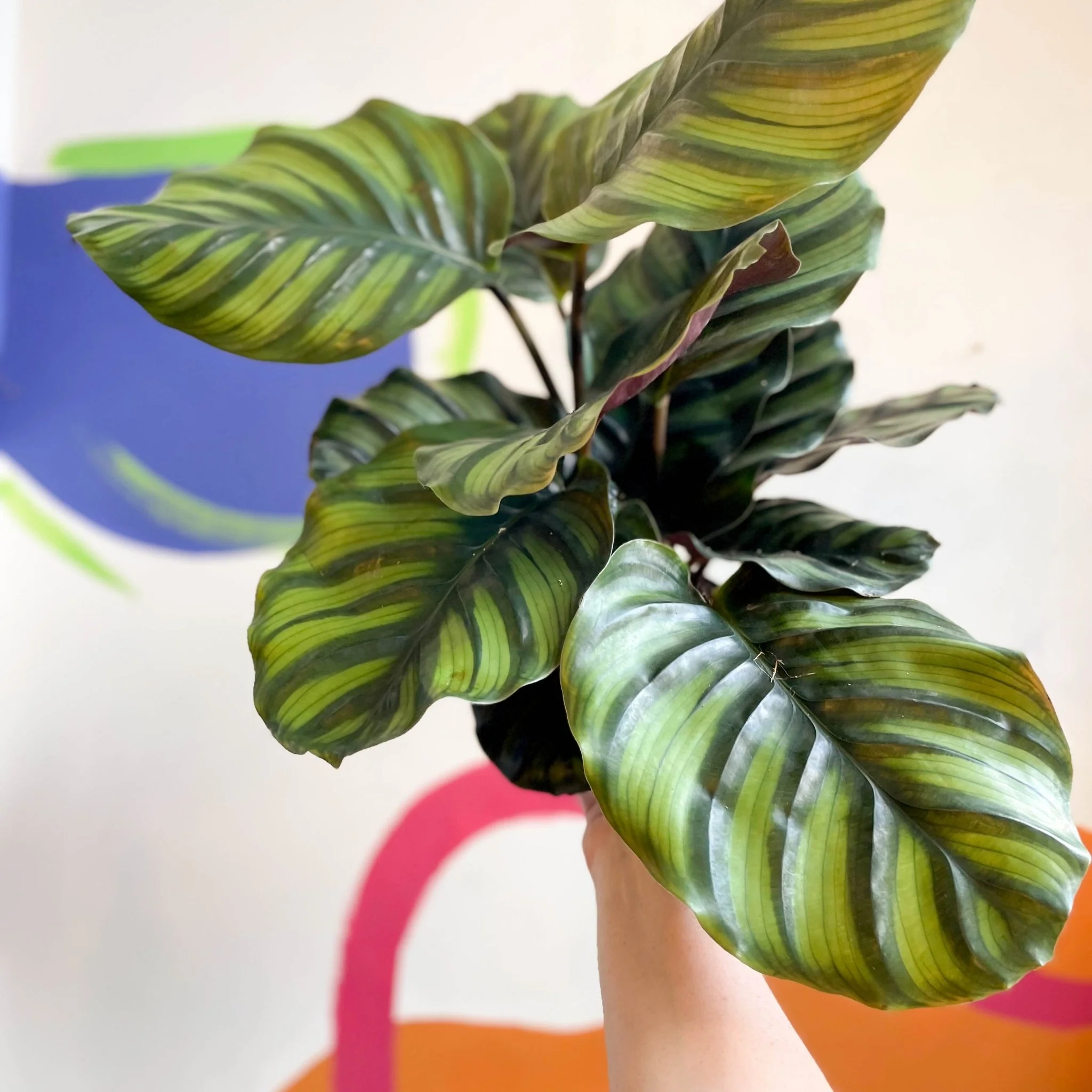 Calathea fasciata - Image 5