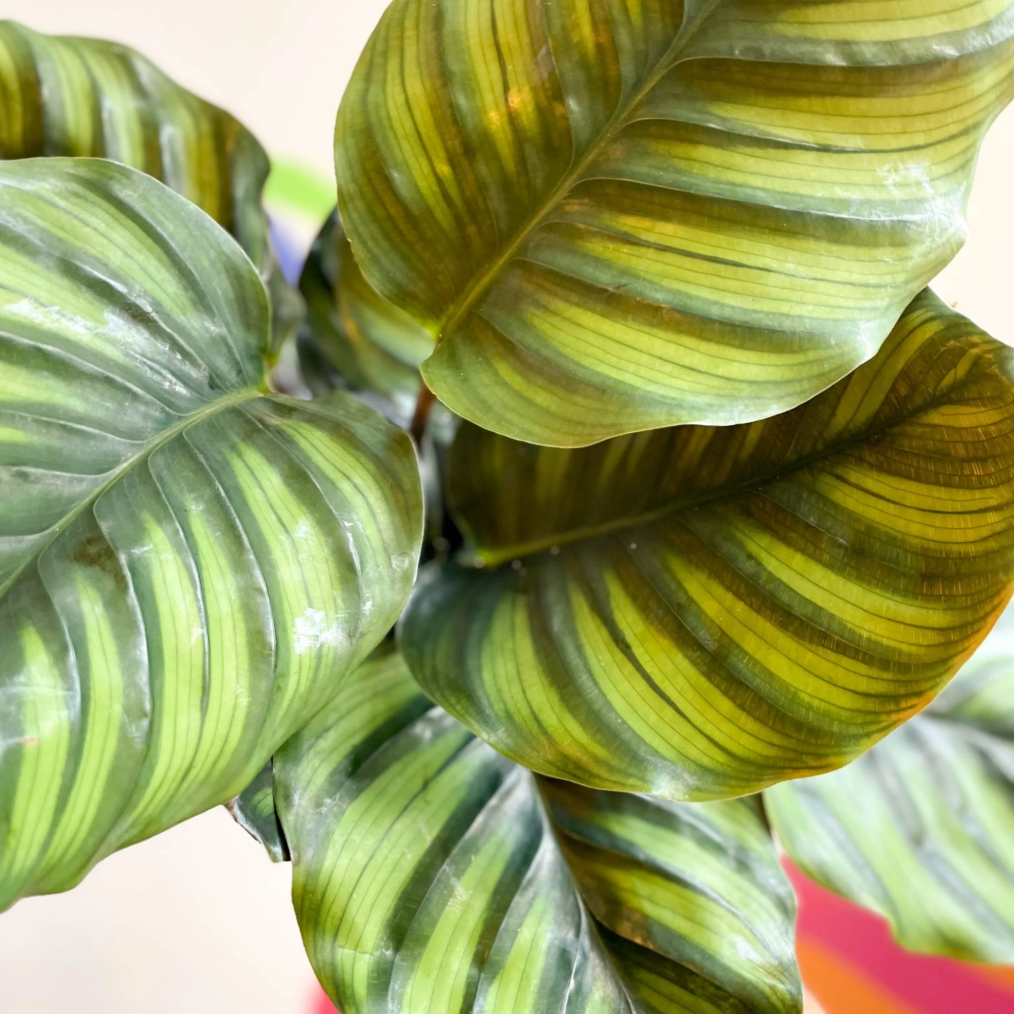Calathea fasciata - Image 6