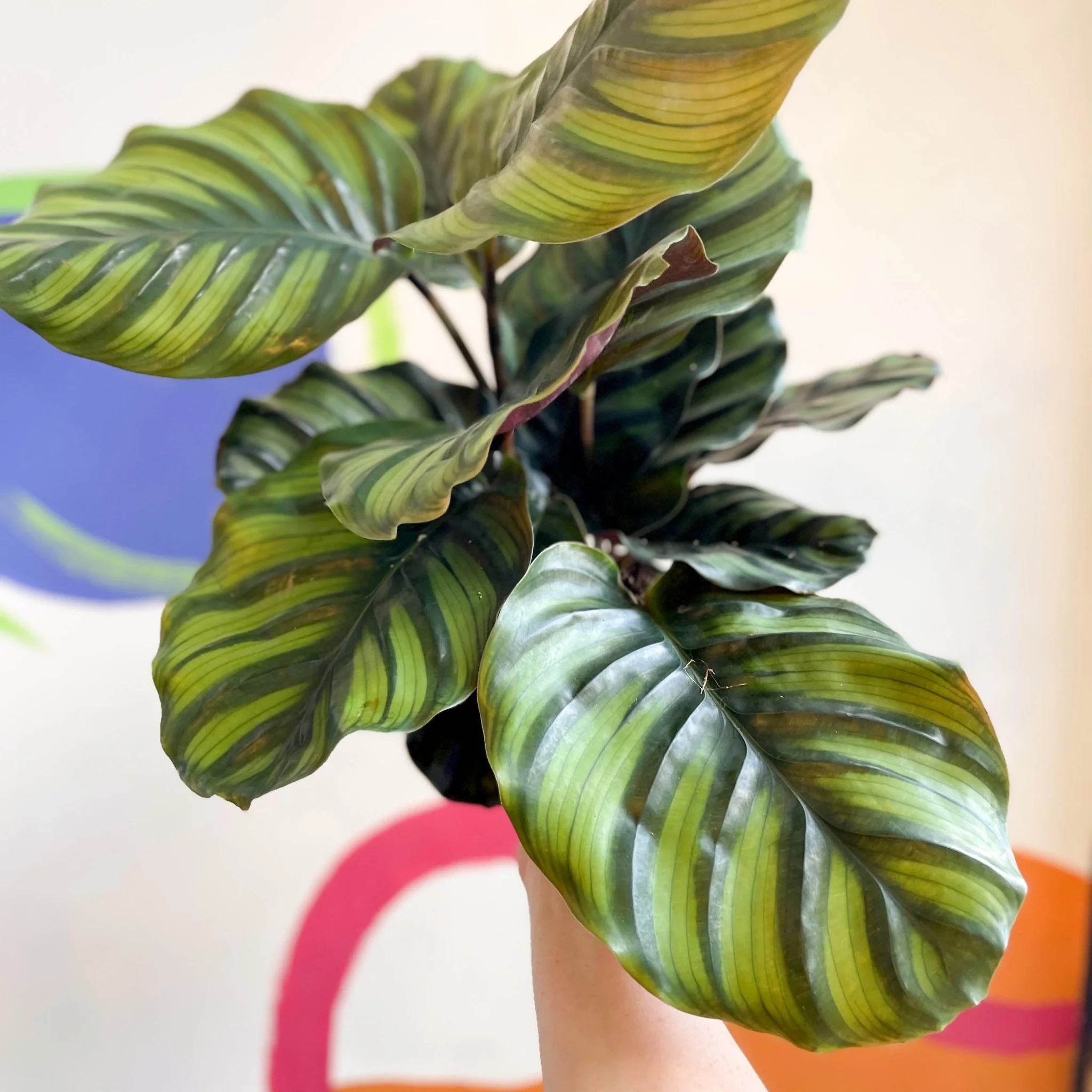 Calathea fasciata - Image 7