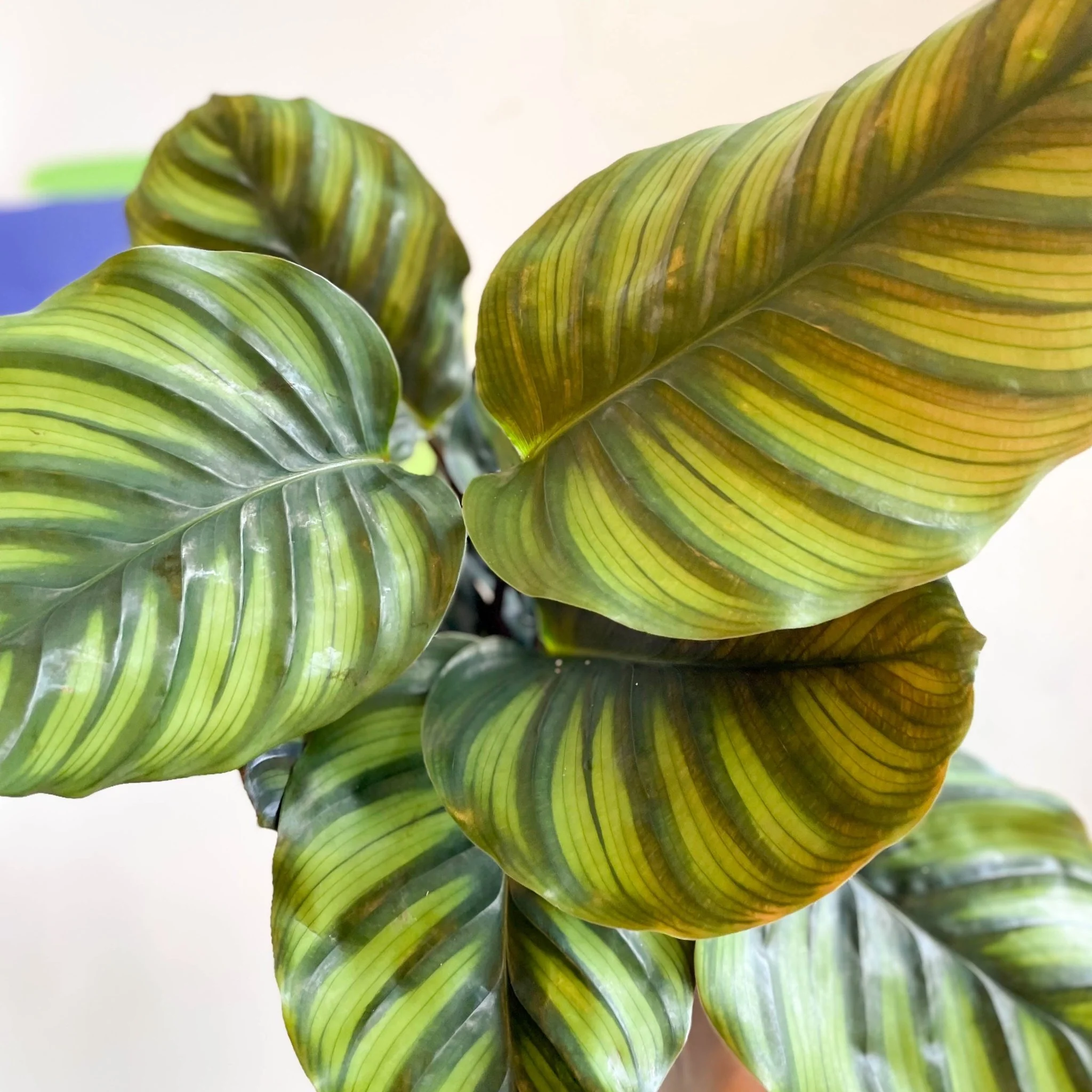 Calathea fasciata - Image 8