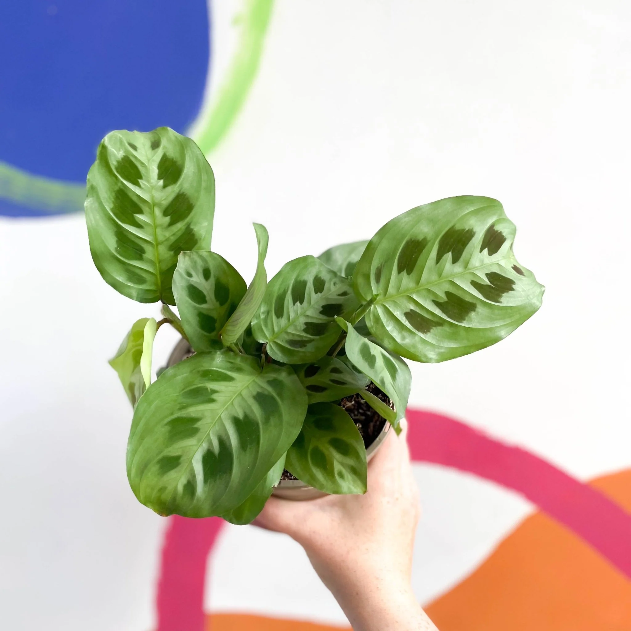 Prayer Plant - Maranta leuconeura - British Grown