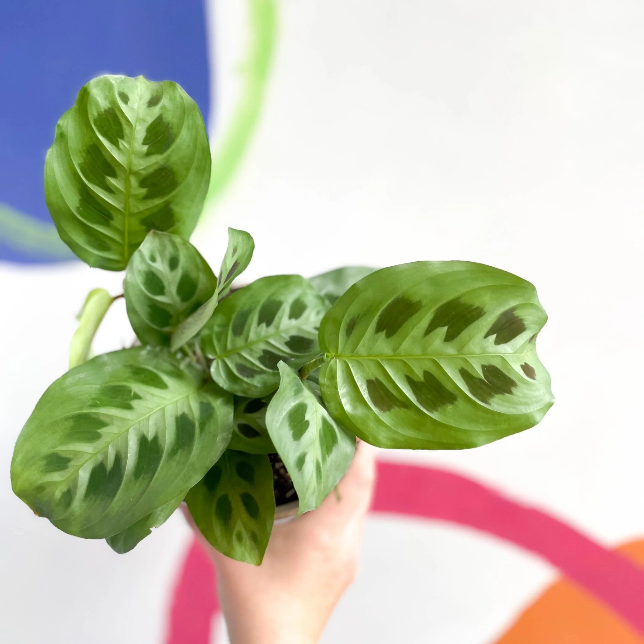 Prayer Plant - Maranta leuconeura - British Grown - Image 3