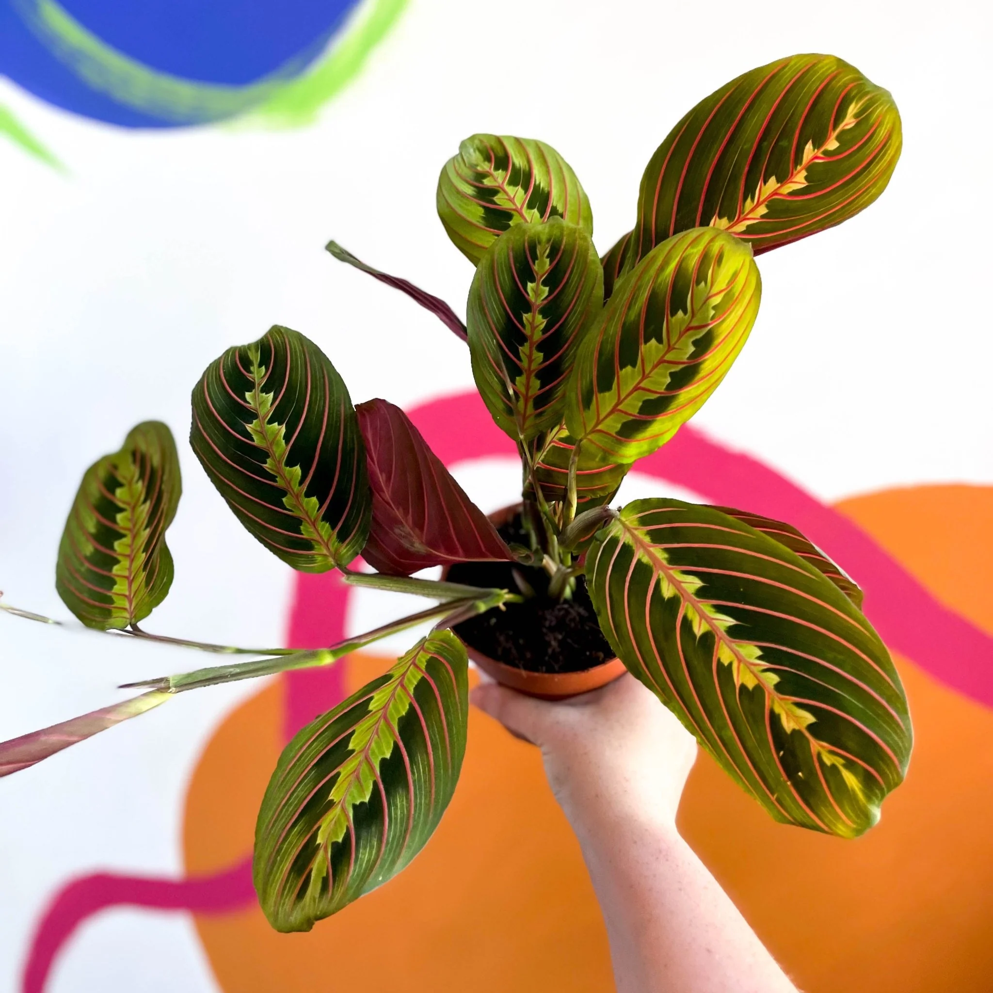 Maranta leuconeura 'Fascinator Tricolor' - Prayer Plant