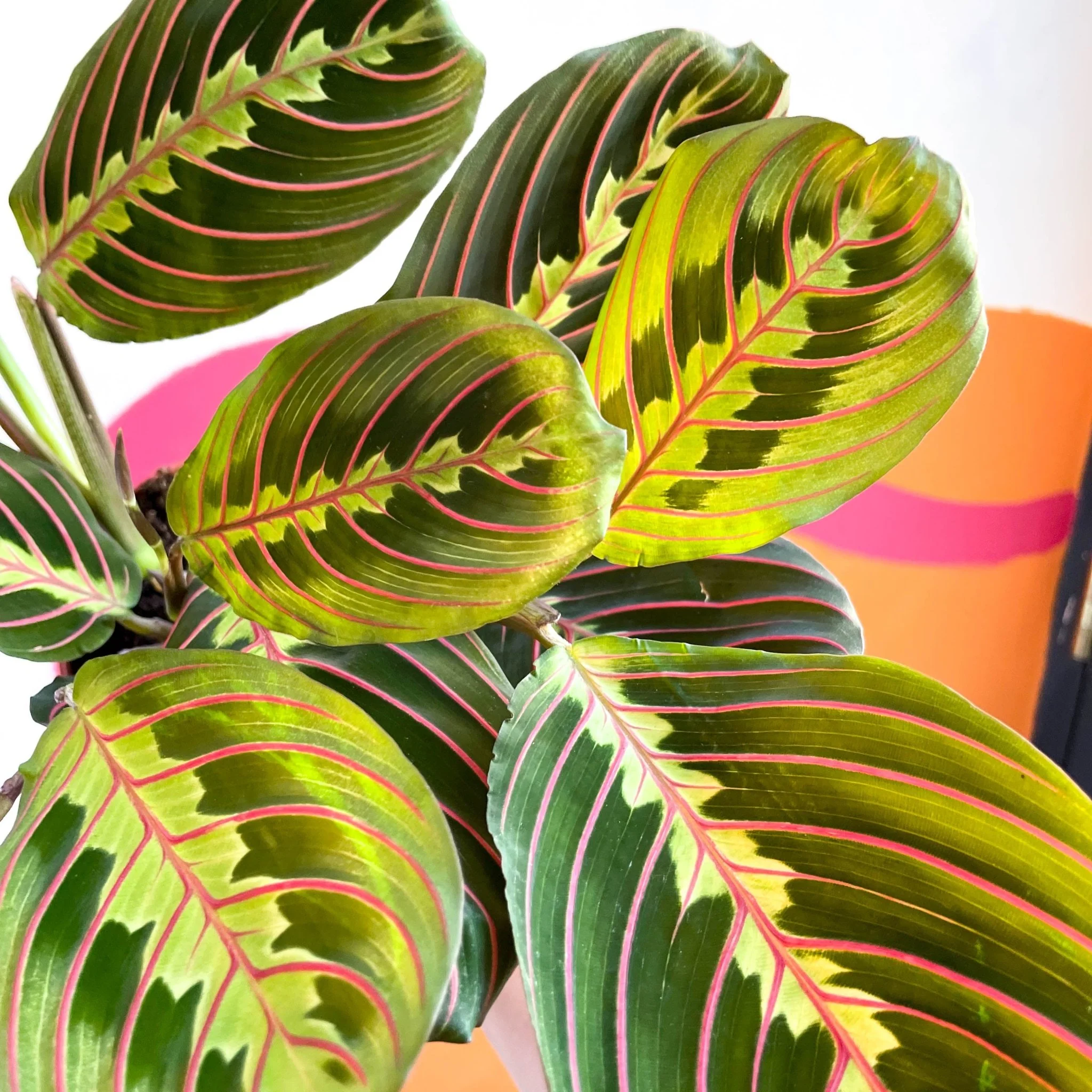 Maranta leuconeura 'Fascinator Tricolor' - Prayer Plant - Image 2