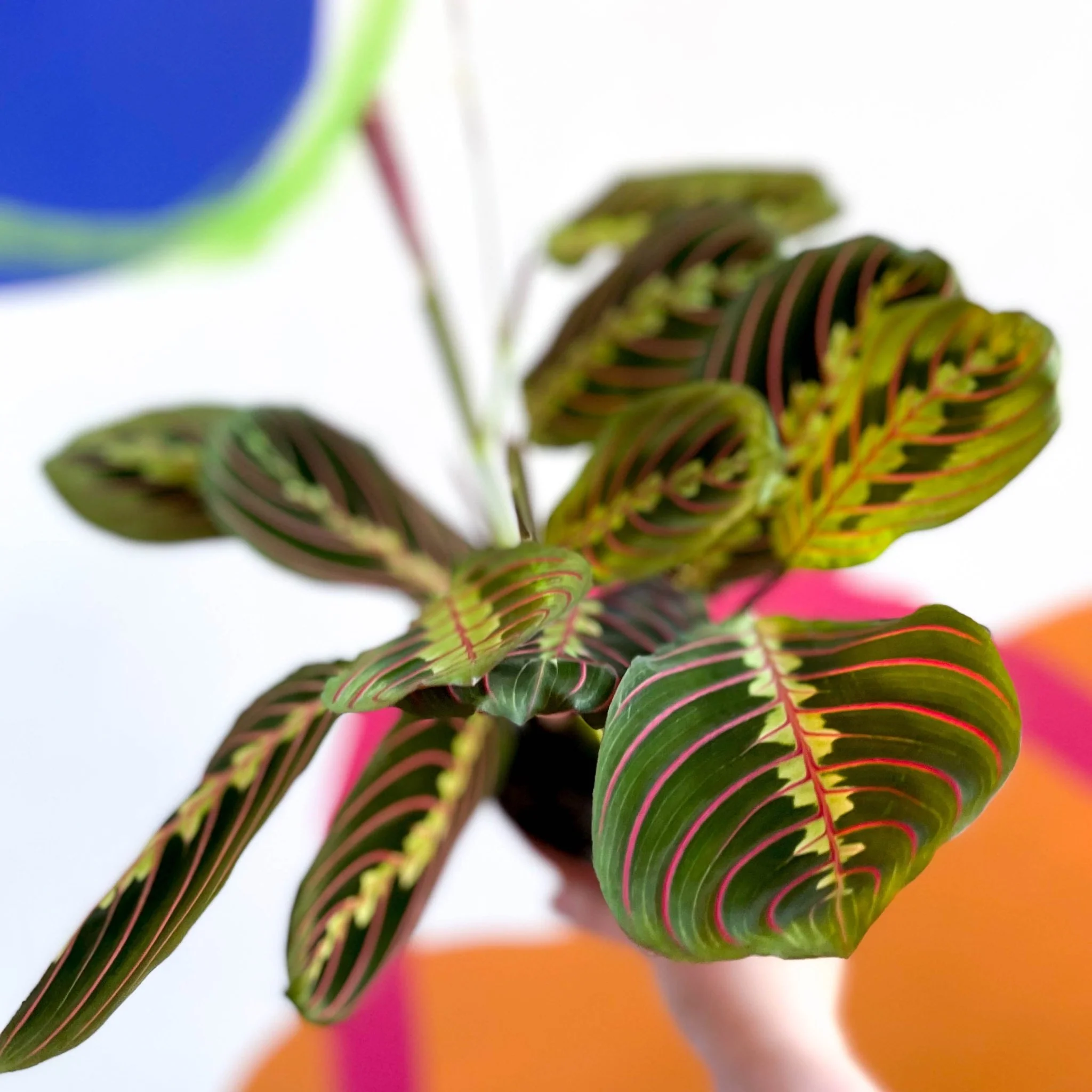 Maranta leuconeura 'Fascinator Tricolor' - Prayer Plant - Image 3