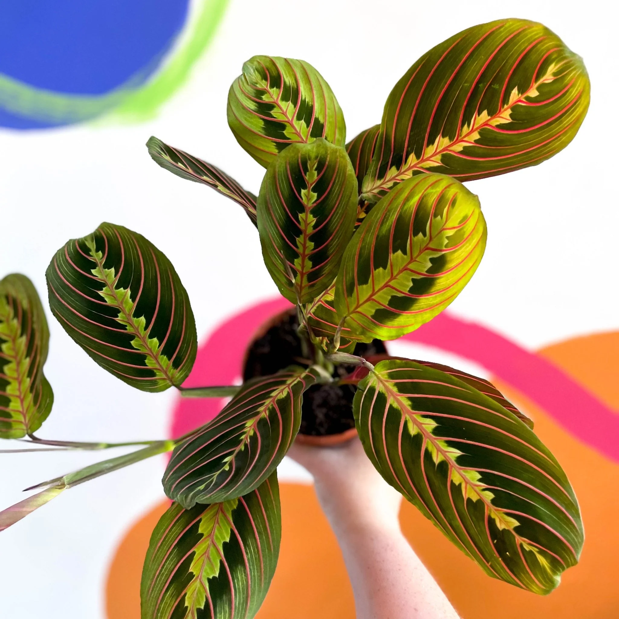 Maranta leuconeura 'Fascinator Tricolor' - Prayer Plant - Image 4