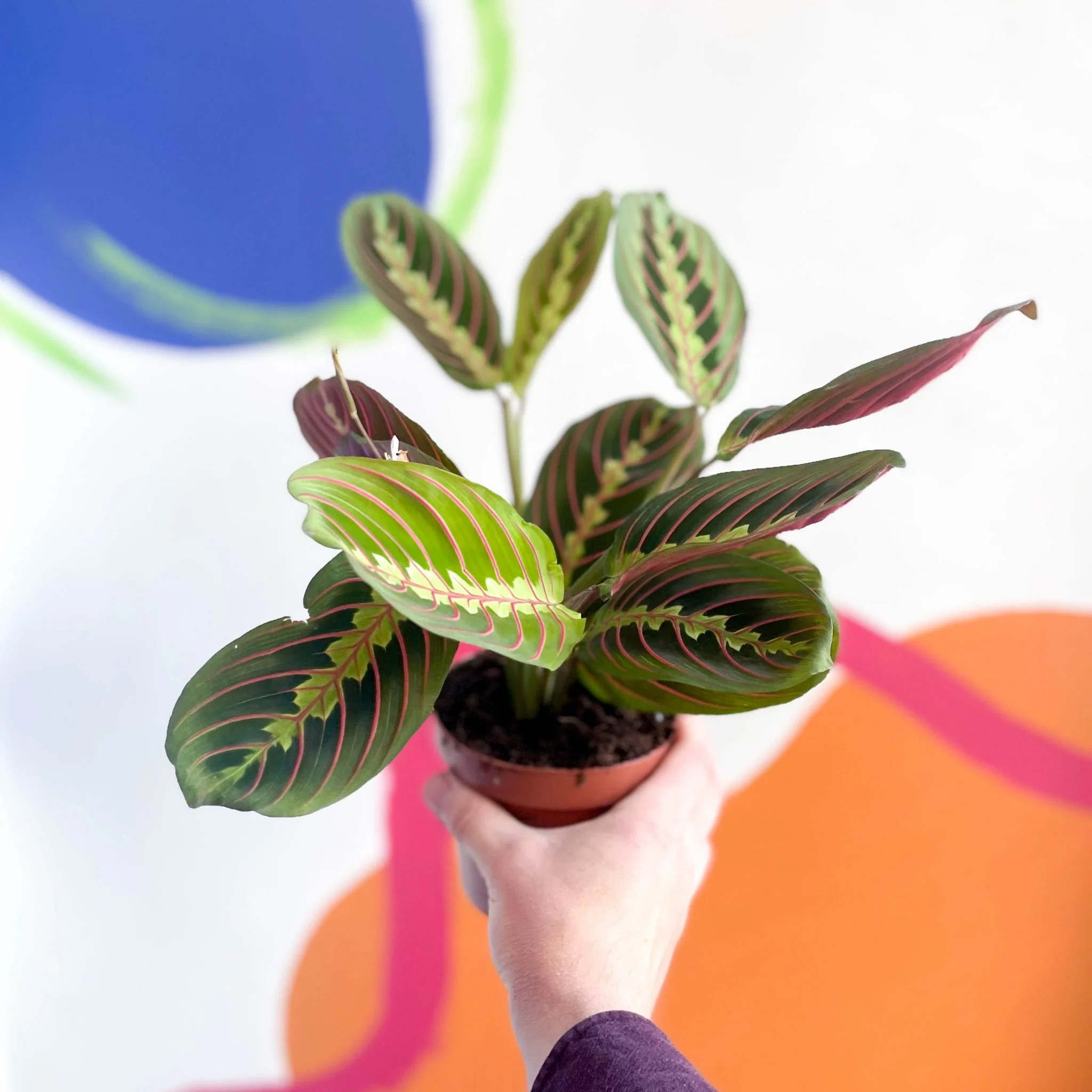 Maranta leuconeura 'Fascinator Tricolor' - Prayer Plant - Image 5