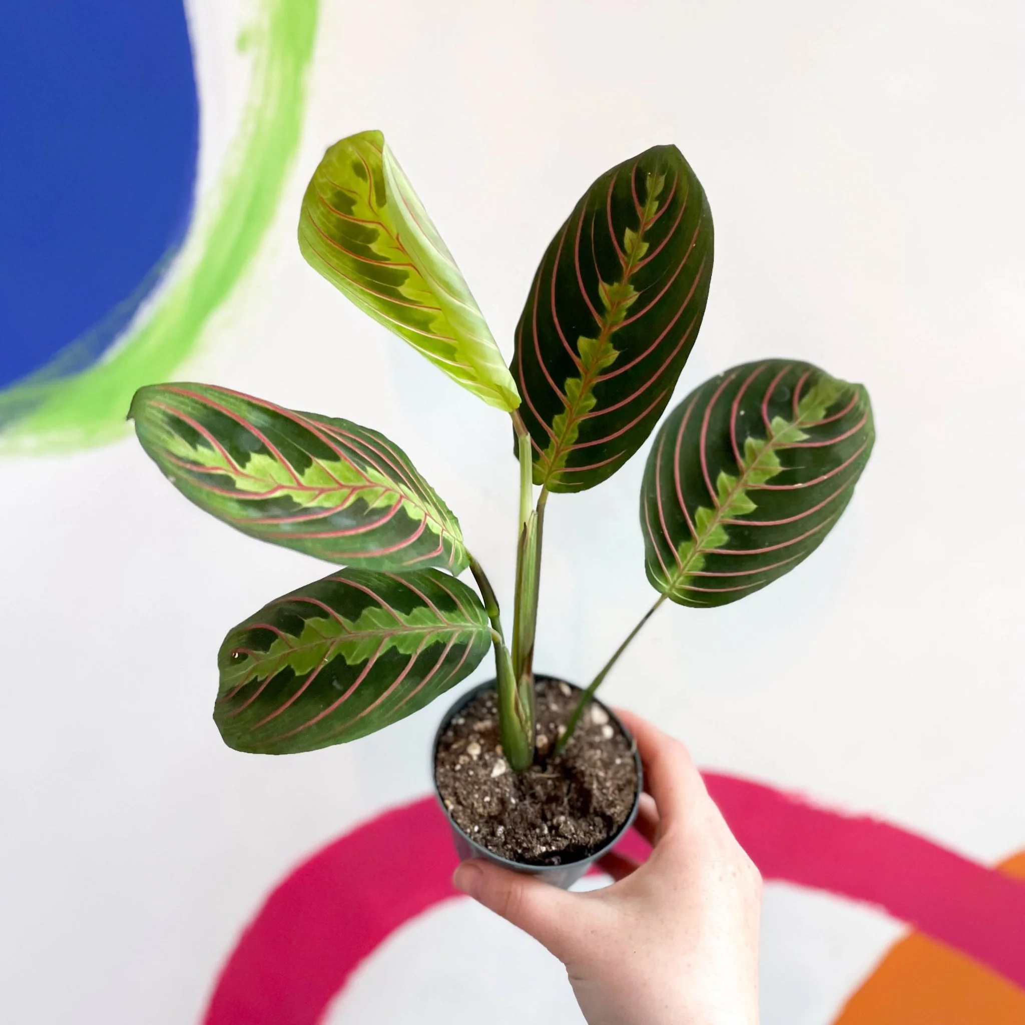 Maranta leuconeura 'Fascinator Tricolor' - Prayer Plant - Image 6