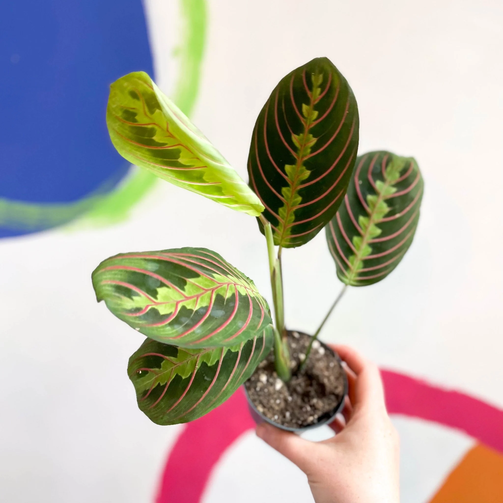 Maranta leuconeura 'Fascinator Tricolor' - Prayer Plant - Image 7
