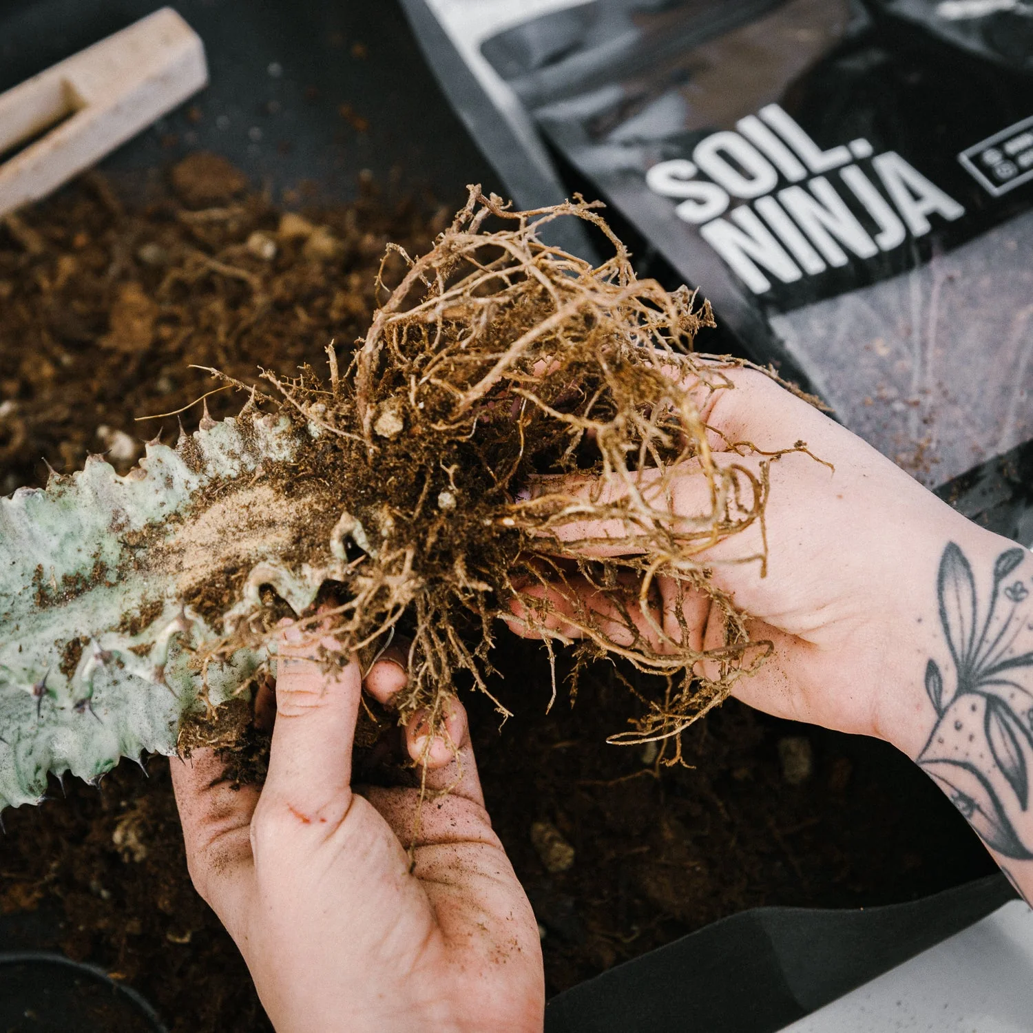Premium Cacti and Succulent Soil Mix - Image 3