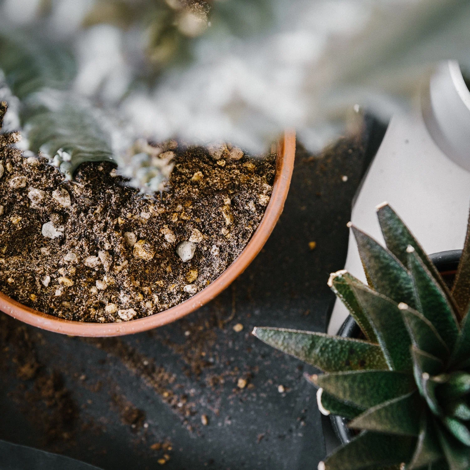 Premium Cacti and Succulent Soil Mix - Image 4
