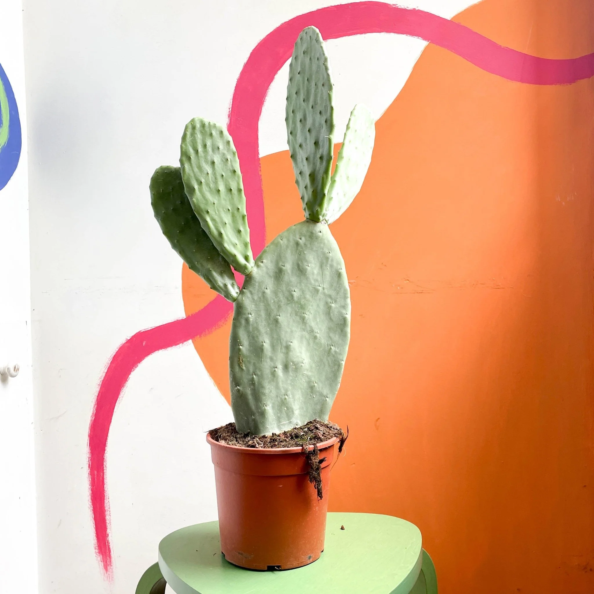 Prickly Pear - Opuntia