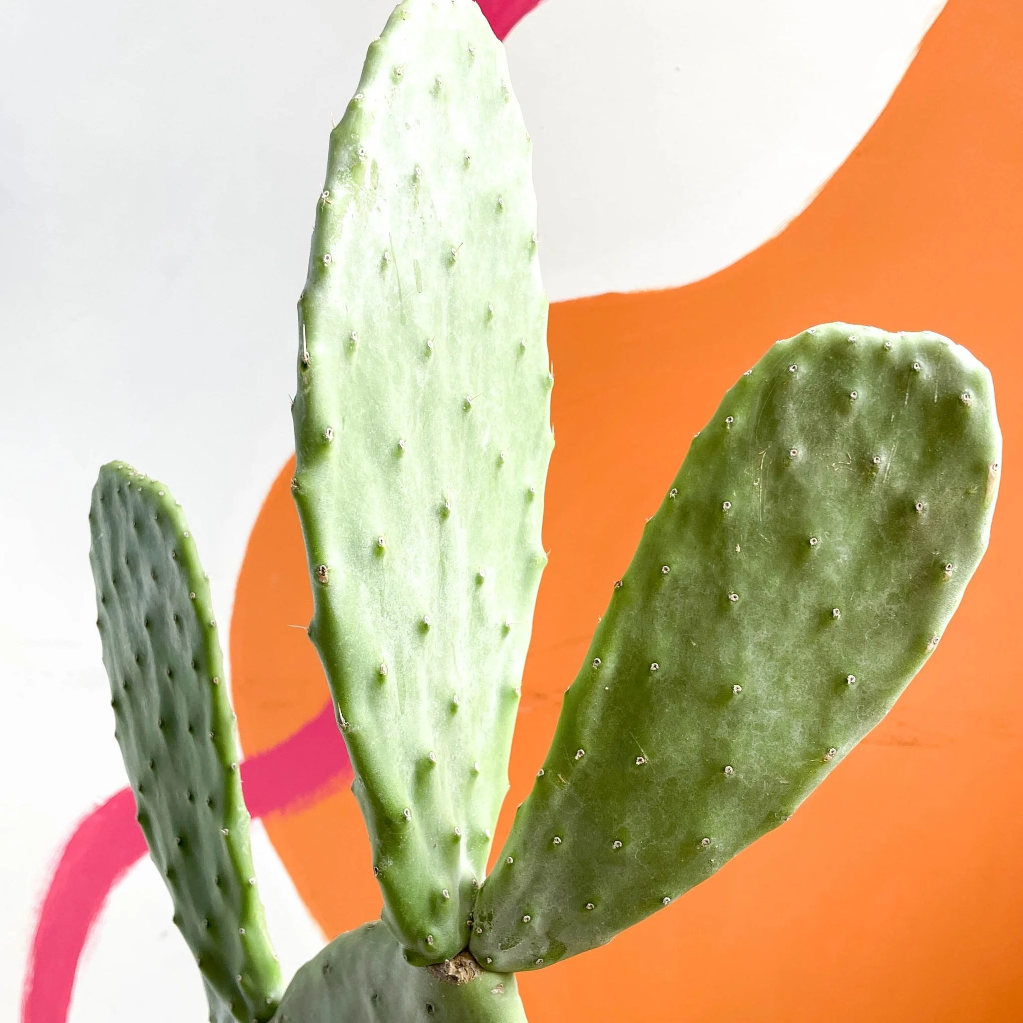 Prickly Pear - Opuntia - Image 2