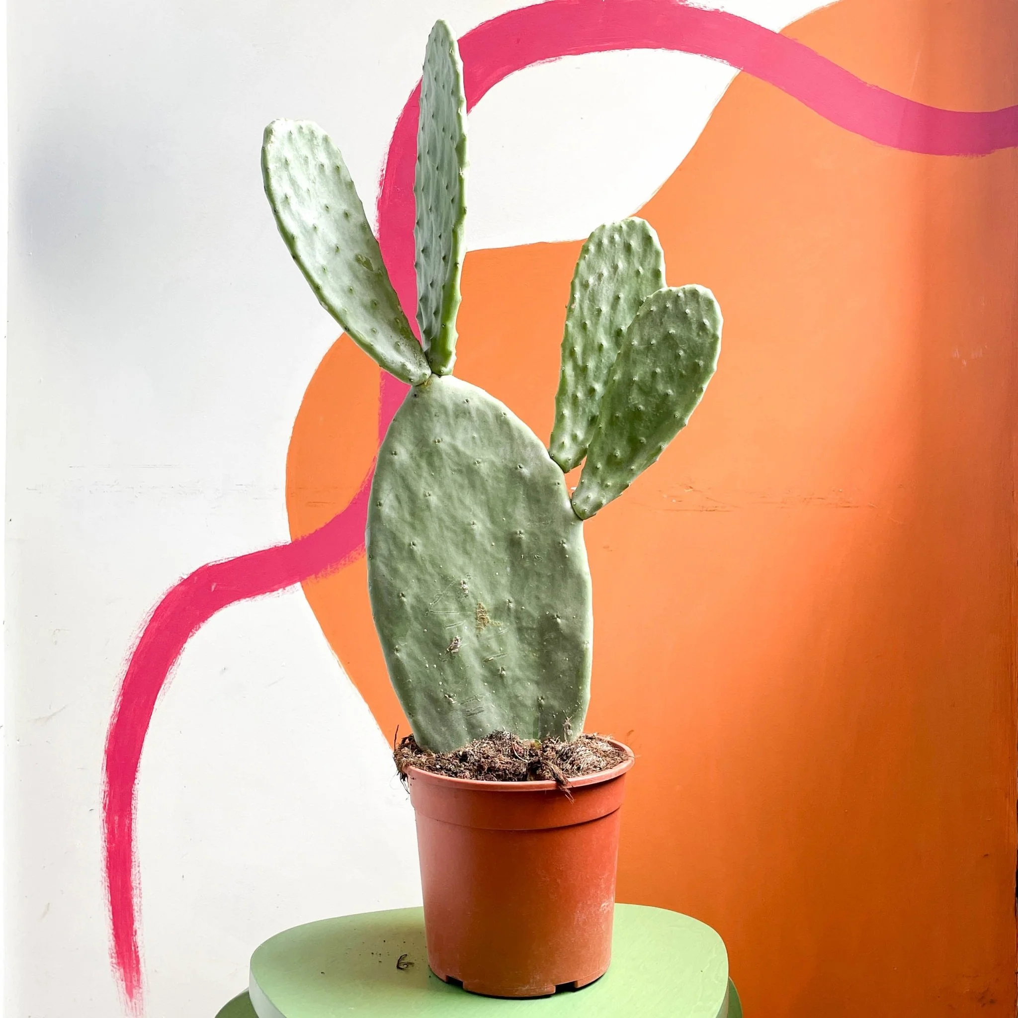 Prickly Pear - Opuntia - Image 6