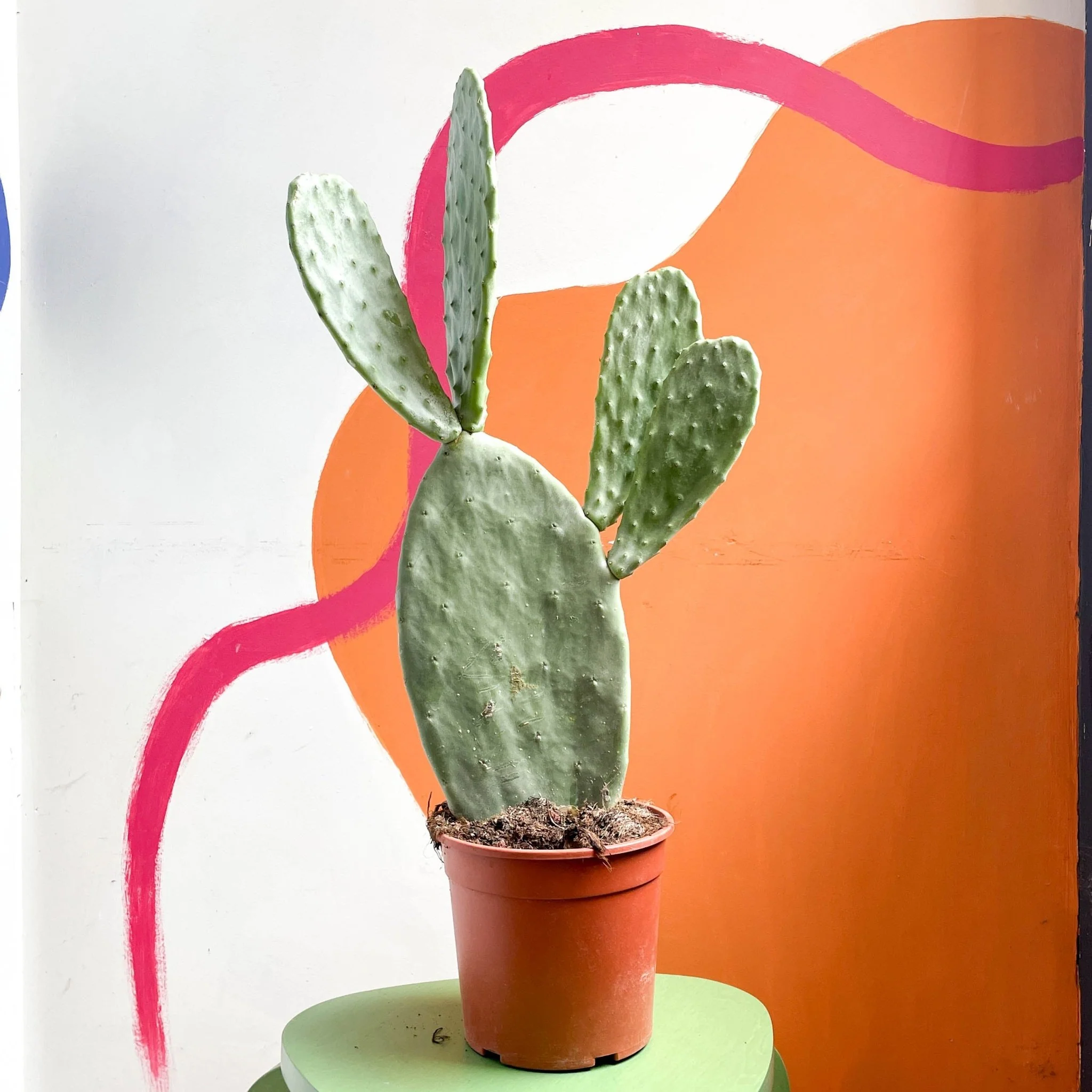 Prickly Pear - Opuntia - Image 7