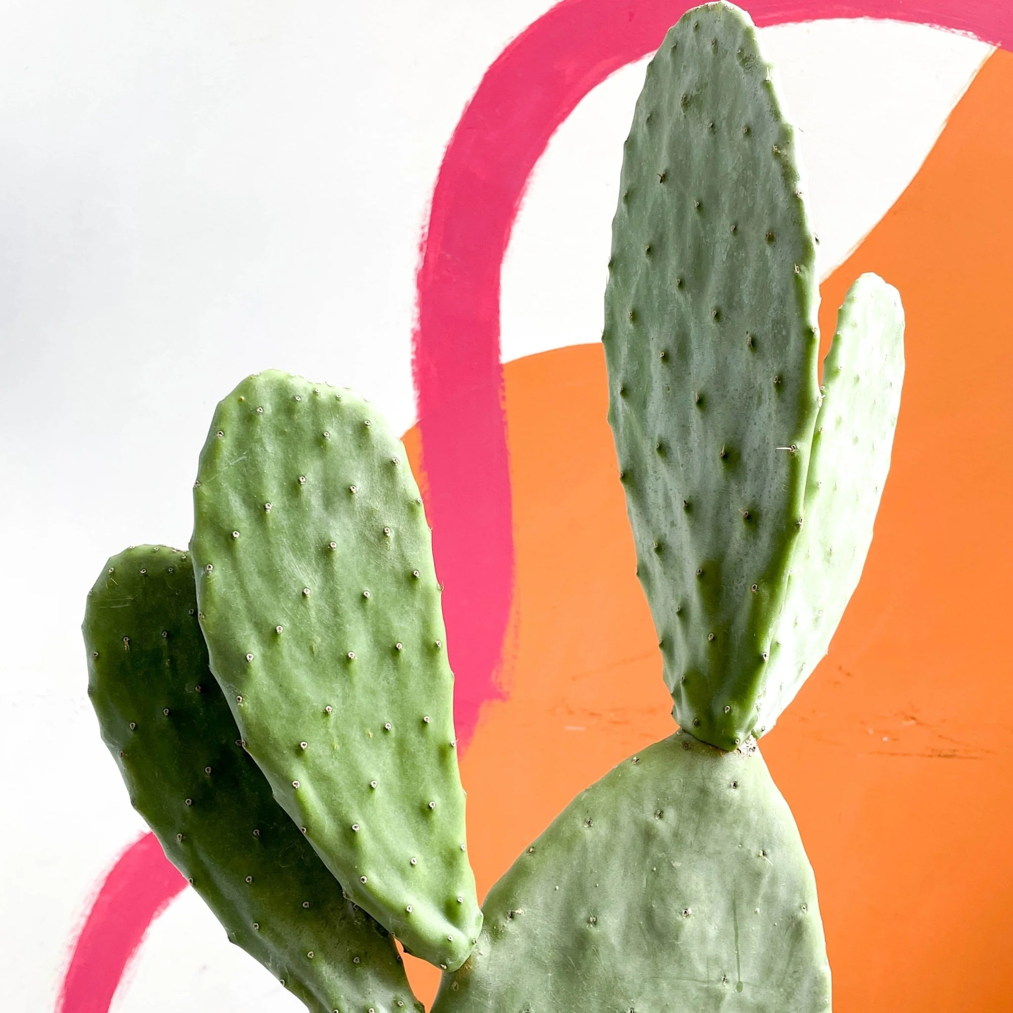 Prickly Pear - Opuntia - Image 8
