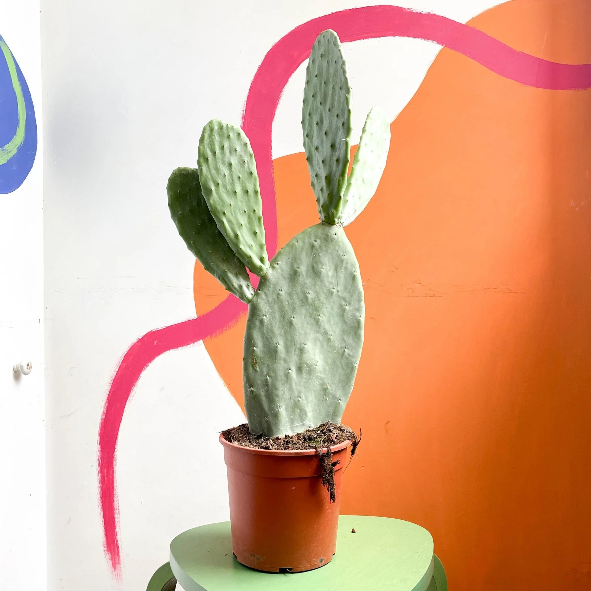 Prickly Pear - Opuntia - Image 9