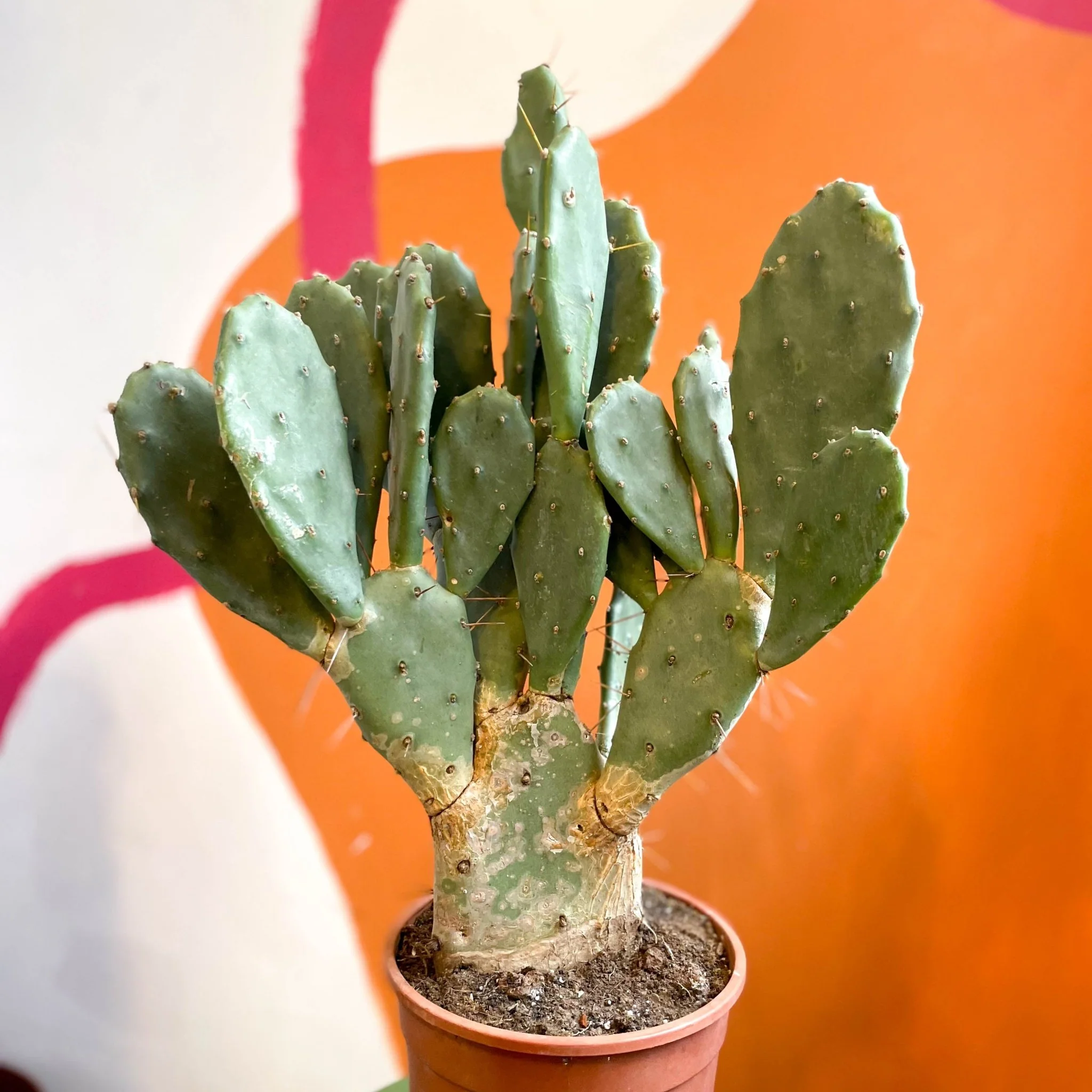 Prickly Pear - Opuntia vulgaris