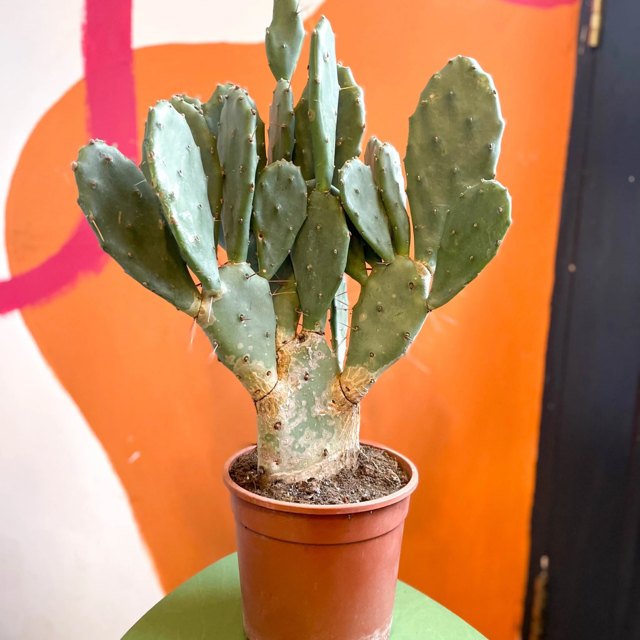 Prickly Pear - Opuntia vulgaris - Image 2